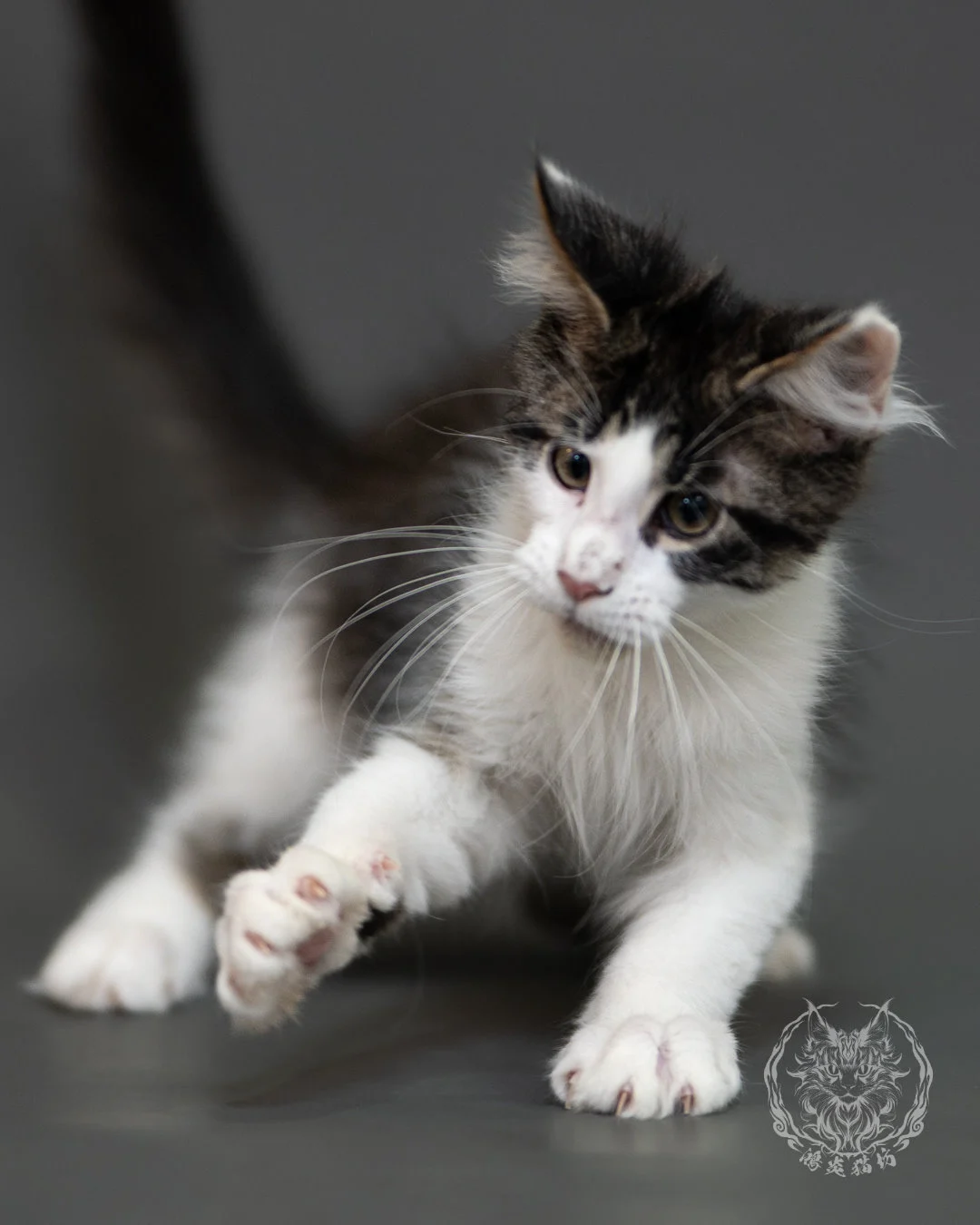 棕虎斑賓士緬因貓 Brown Tabby Maine Coon 3months Cattery Taichung 5