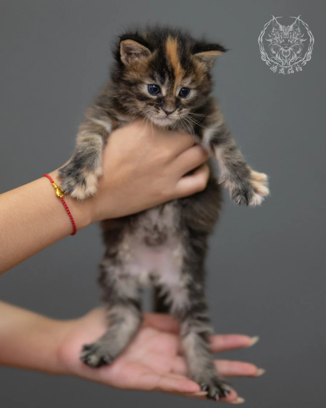 玳帽緬因貓 Black Tortie Maine Coon 4weeks Closeup 3