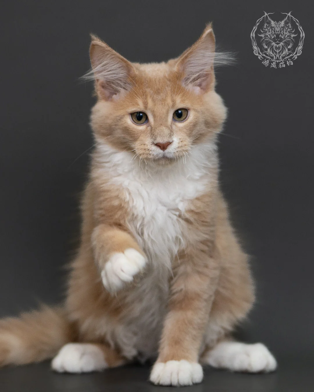 奶油虎斑緬因貓 Cream Tabby Maine Coon 3months Cattery Taichung 8