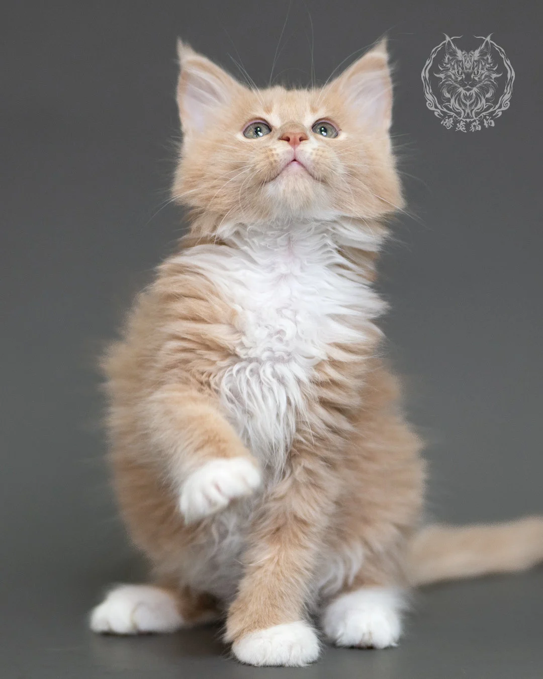 鴻炎貓坊奶油虎斑緬因貓2個月，cream Tabby Maine Coon Kitten 16