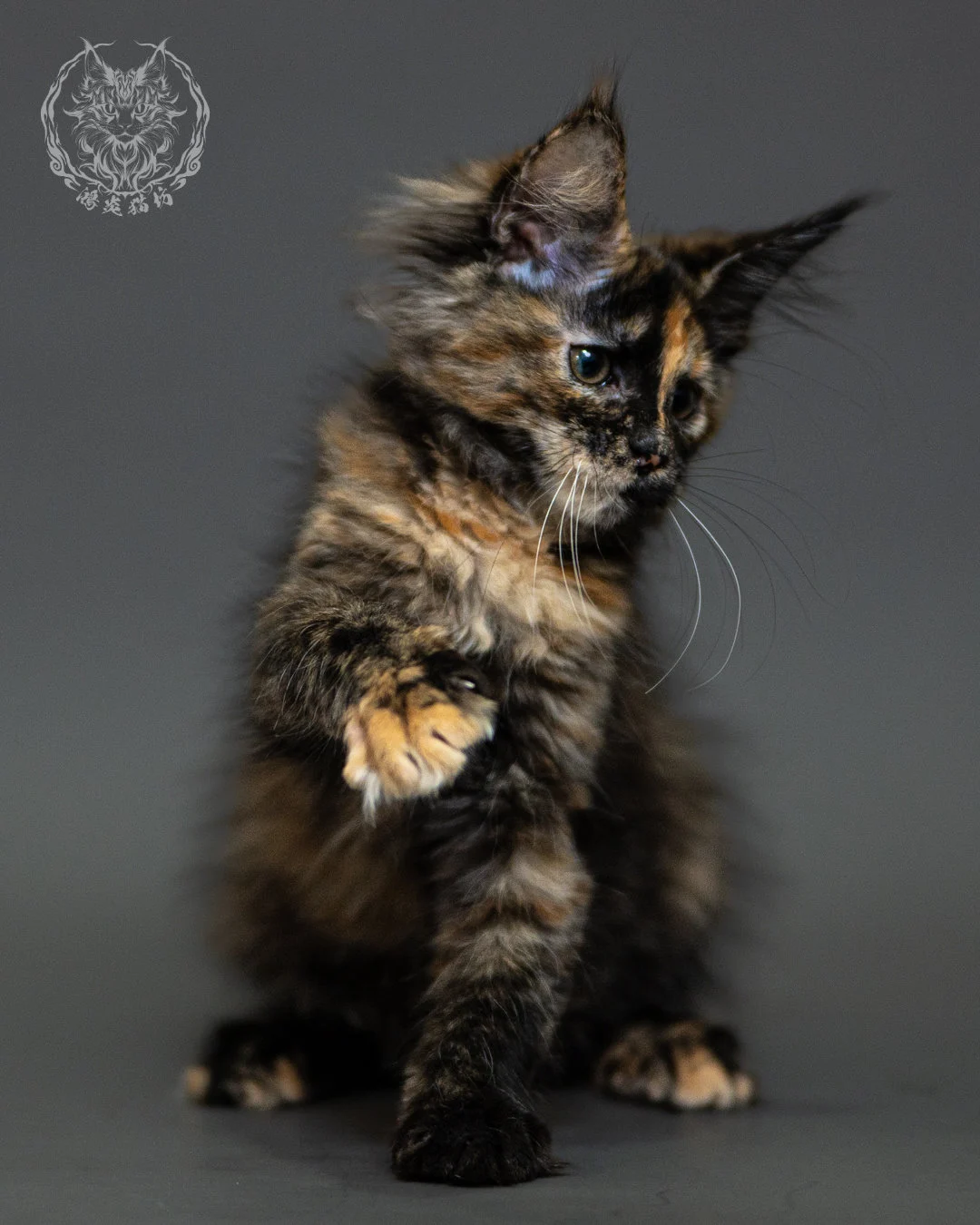黑玳帽緬因貓 Tortoiseshell Maine Coon 2months Closeup 13