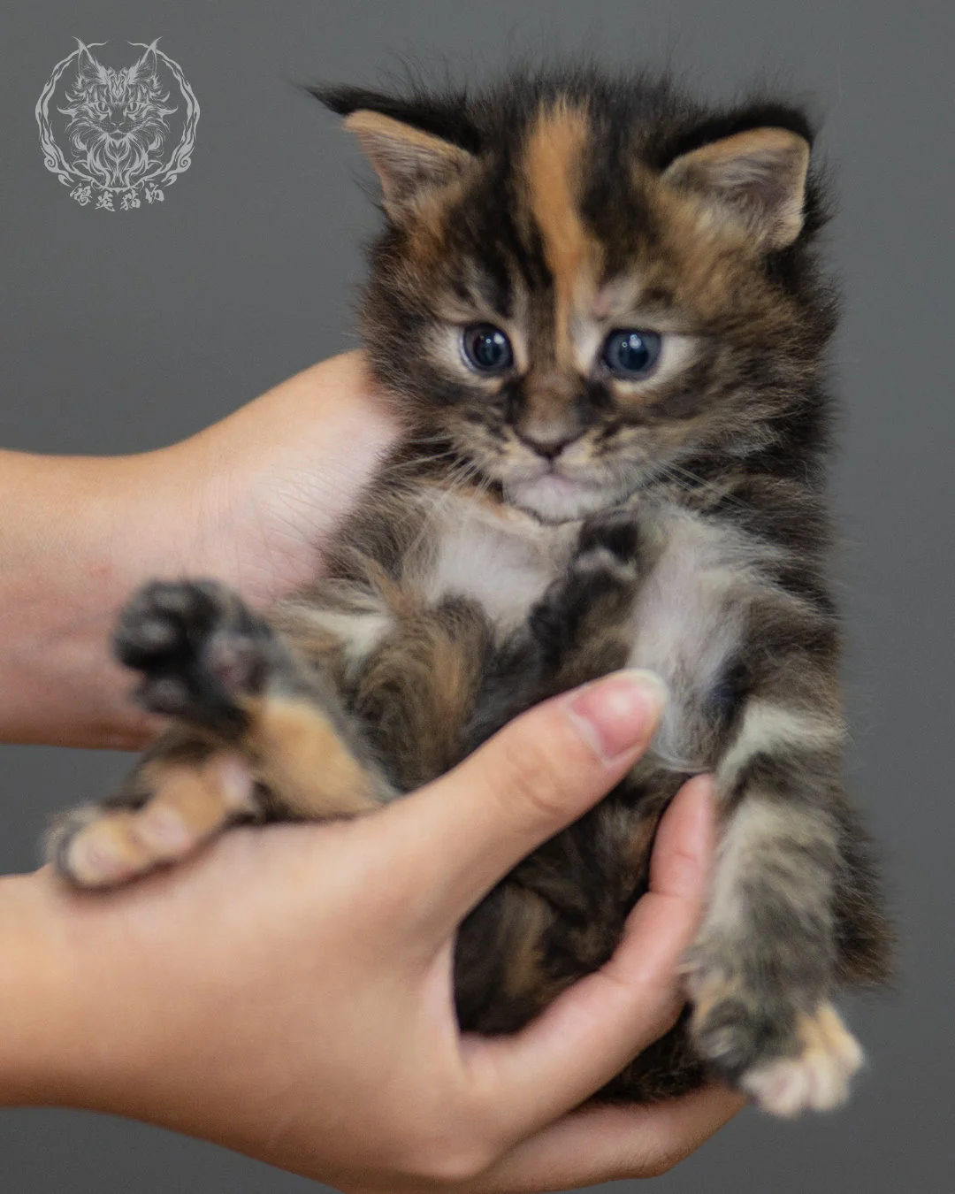 玳帽緬因貓 Black Tortie Maine Coon 4weeks Closeup 9