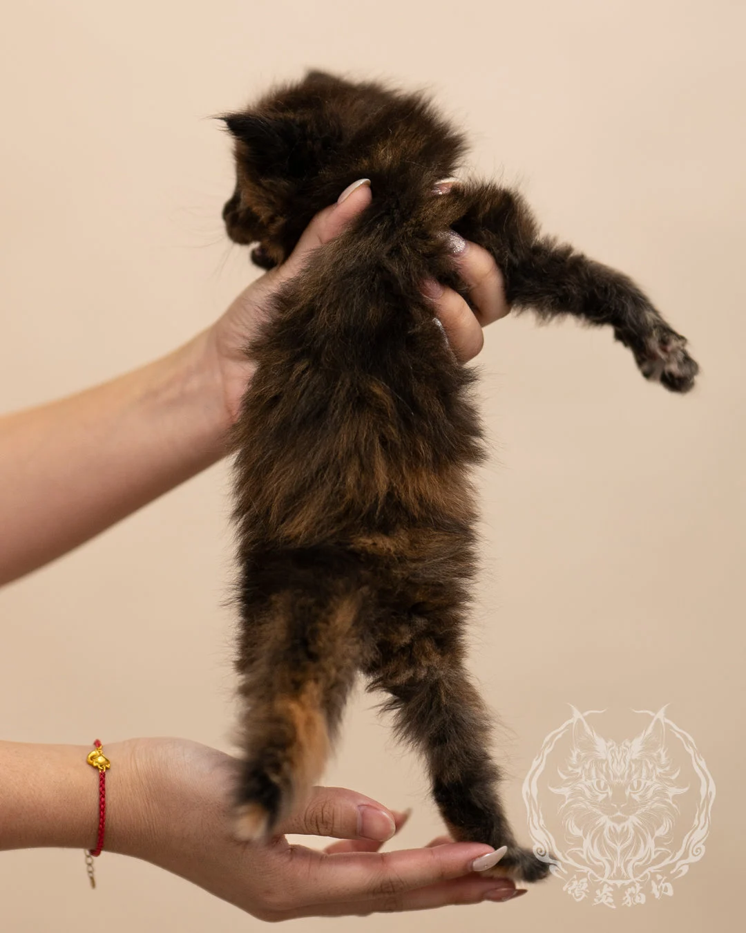 黑玳帽緬因貓 Black Tortie Masked Maine Coon 4weeks Closeup 5