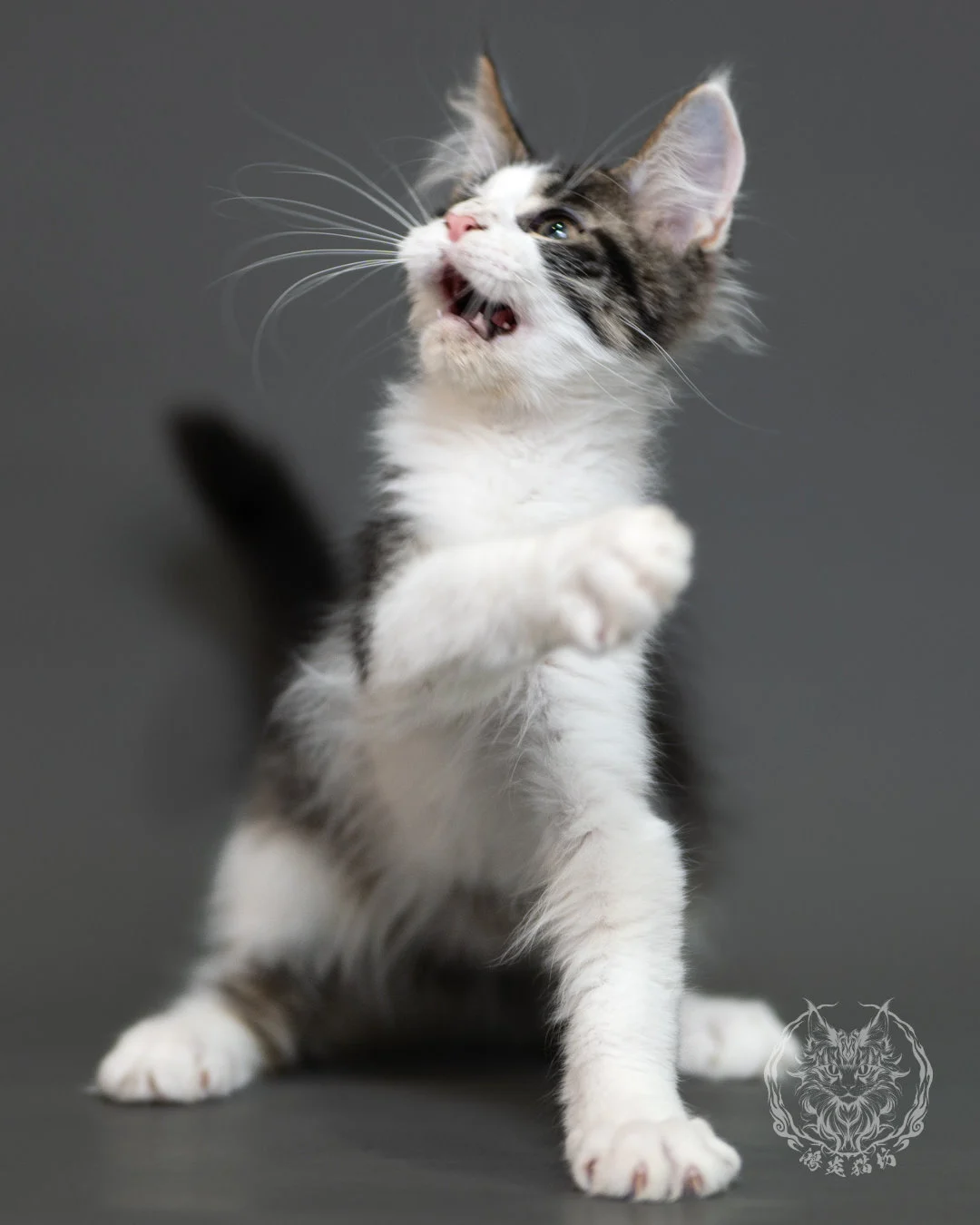 棕虎斑賓士緬因貓 Brown Tabby Maine Coon 3months Cattery Taichung 6