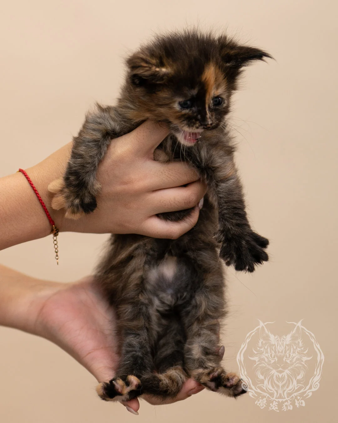 黑玳帽緬因貓 Black Tortie Masked Maine Coon 4weeks Closeup 2