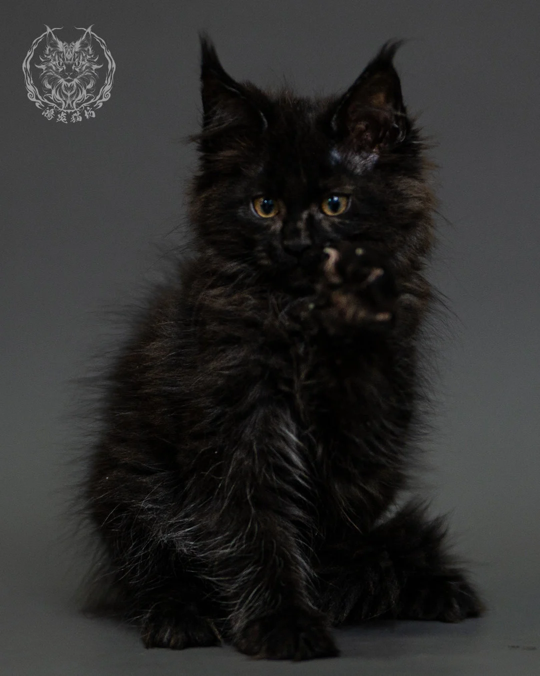 黑煙燻緬因貓 Black Smoke Maine Coon 2months Closeup 4