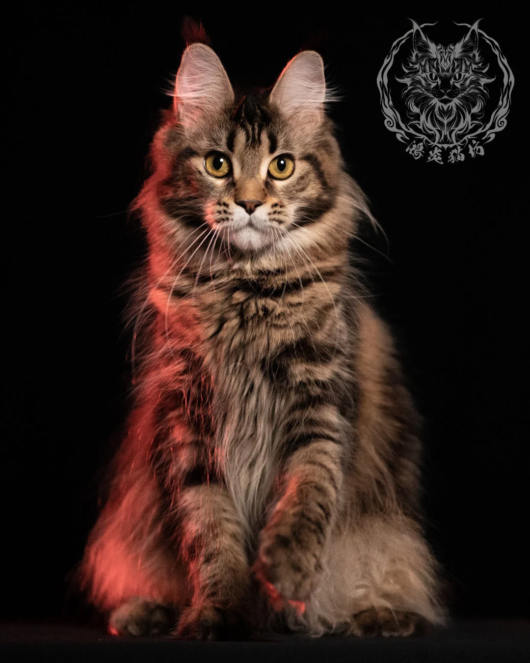棕虎斑緬因貓 Brown Tabby Maine Coon 13months Closeup 8
