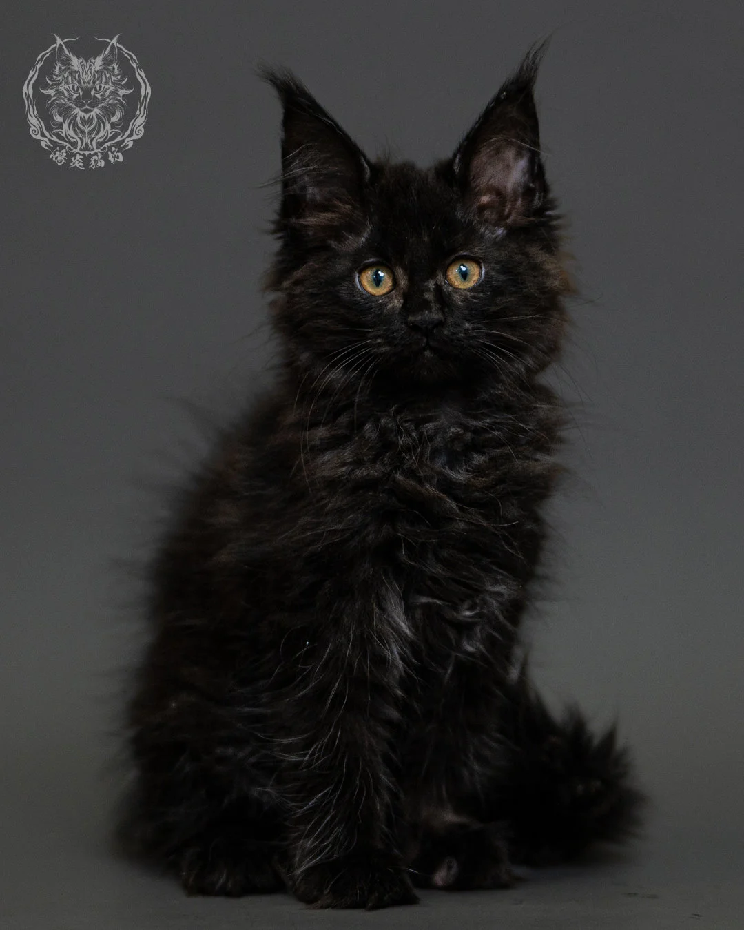 黑煙燻緬因貓 Black Smoke Maine Coon 2months Closeup 1