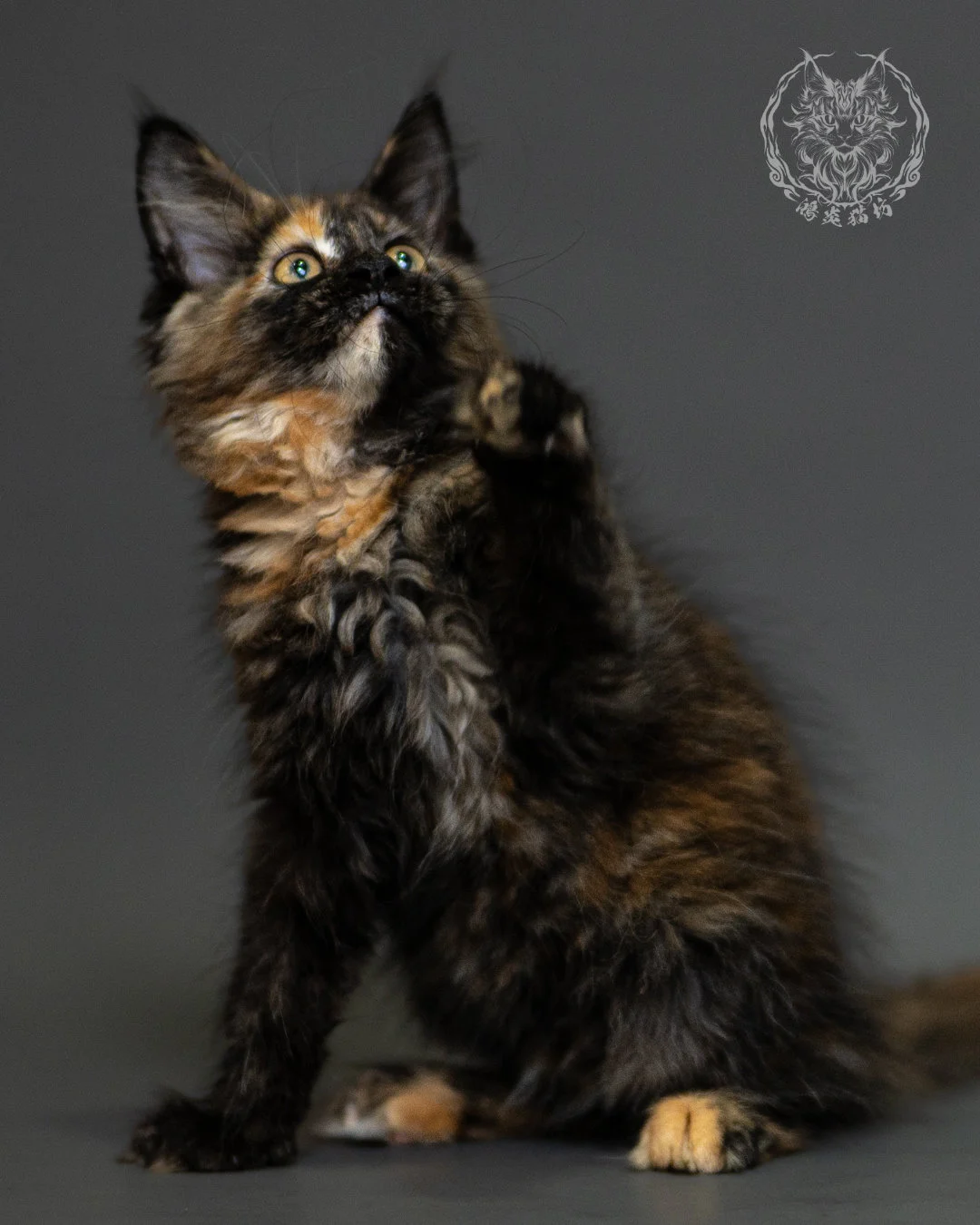 黑玳帽緬因貓 Tortoiseshell Maine Coon 2months Closeup 7