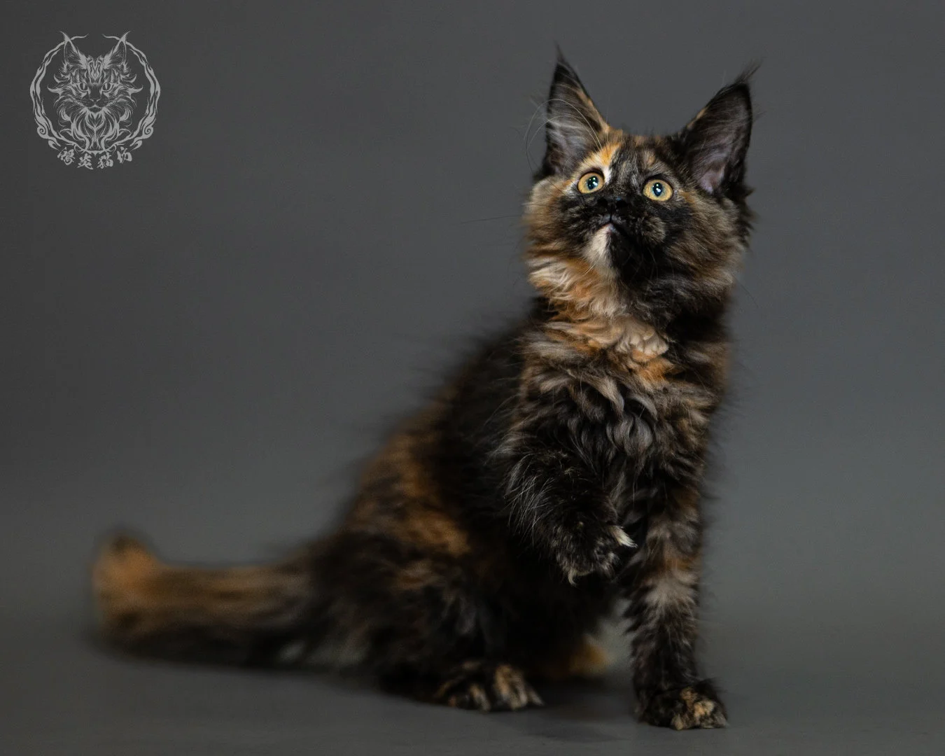 黑玳帽緬因貓 Tortoiseshell Maine Coon 2months Closeup 14