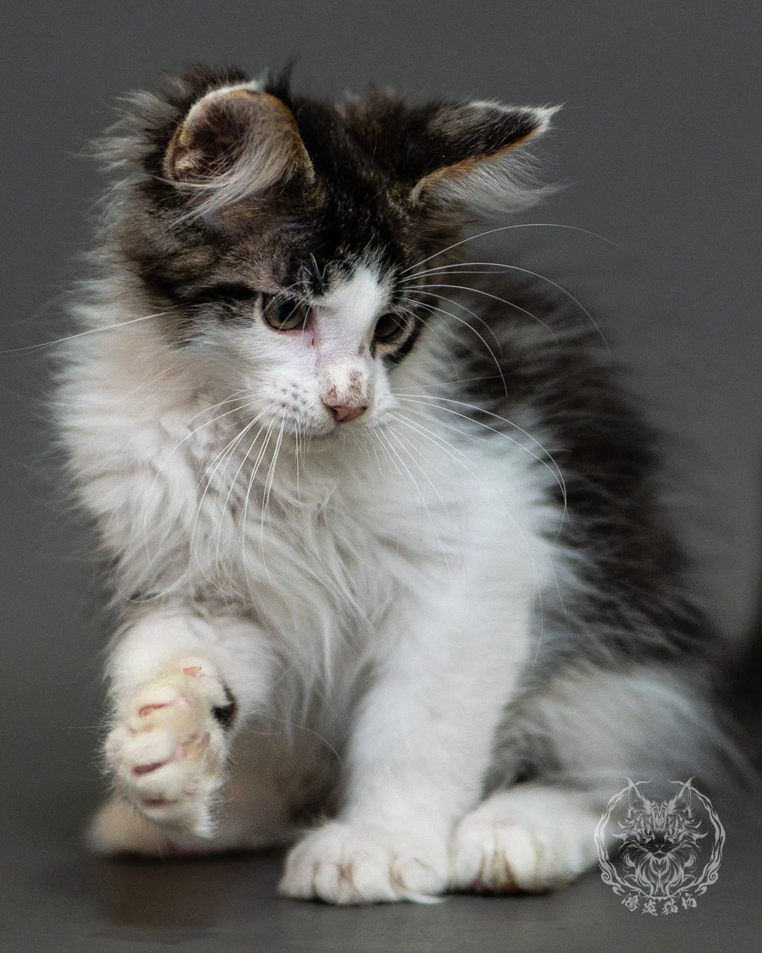 棕虎斑賓士緬因貓 Brown Tabby White Maine Coon 2months Closeup 10