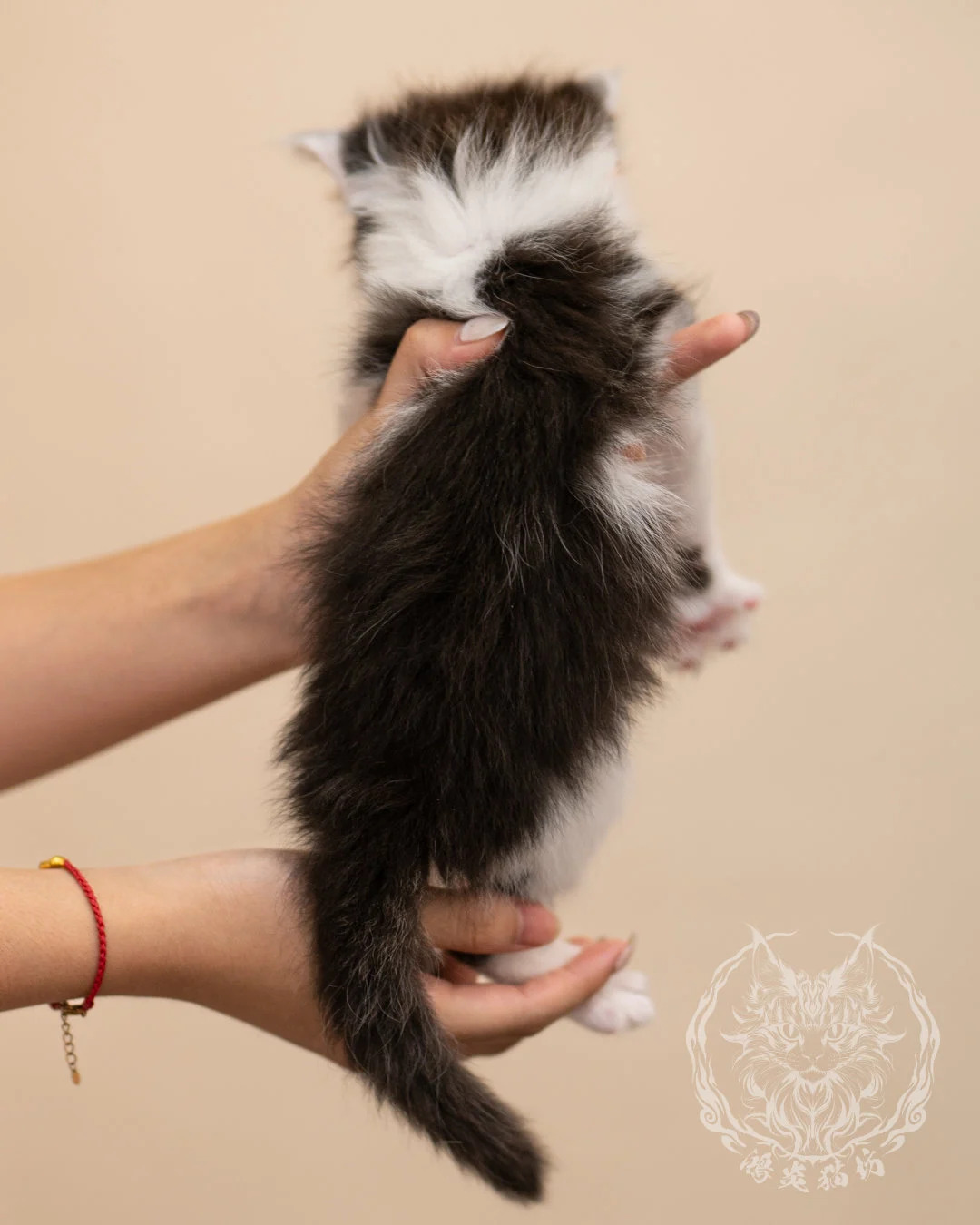棕虎斑賓士緬因貓 Brown Tabby Bicolor Maine Coon 4weeks Closeup 7
