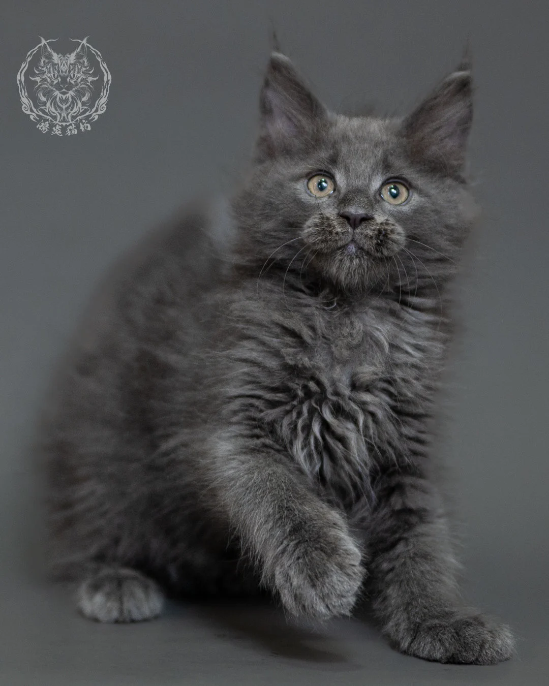 鴻炎貓坊藍煙燻緬因貓2個月特寫，blue Smoke Maine Coon Kitten 25