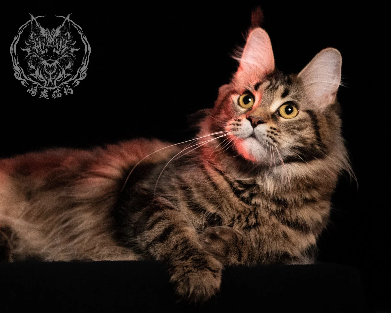 棕虎斑緬因貓 Brown Tabby Maine Coon 13months Closeup 23