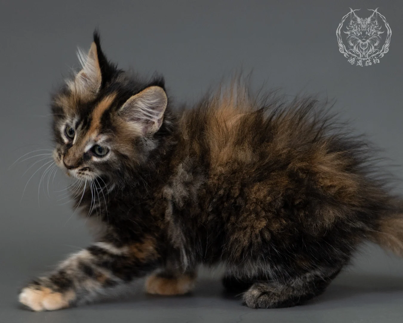 鴻炎貓坊棕虎斑玳帽緬因貓2個月，brown Torbie Maine Coon Kitten 21