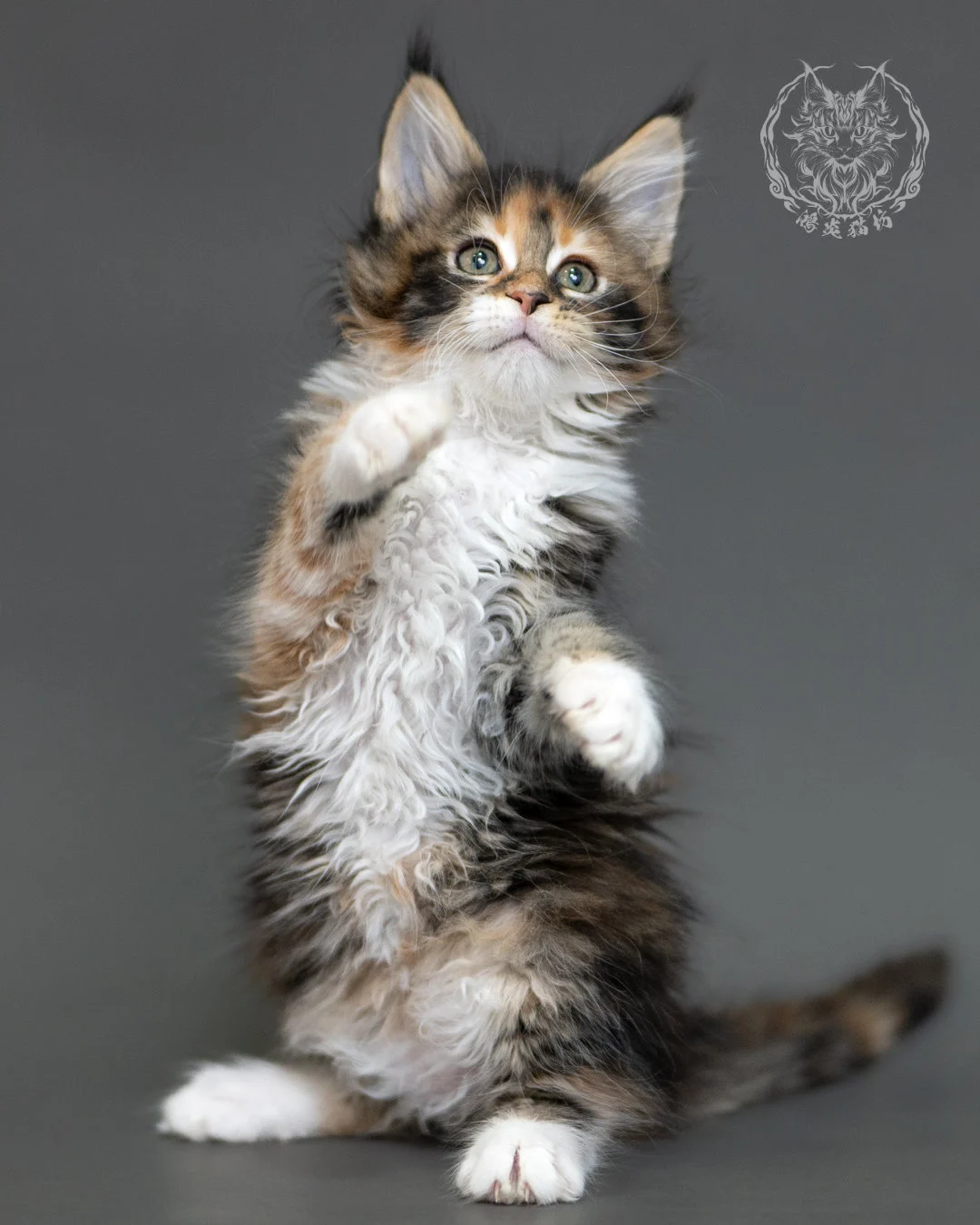 鴻炎貓坊棕虎斑玳帽緬因貓2個月,brown Torbie Maine Coon Kitten 22