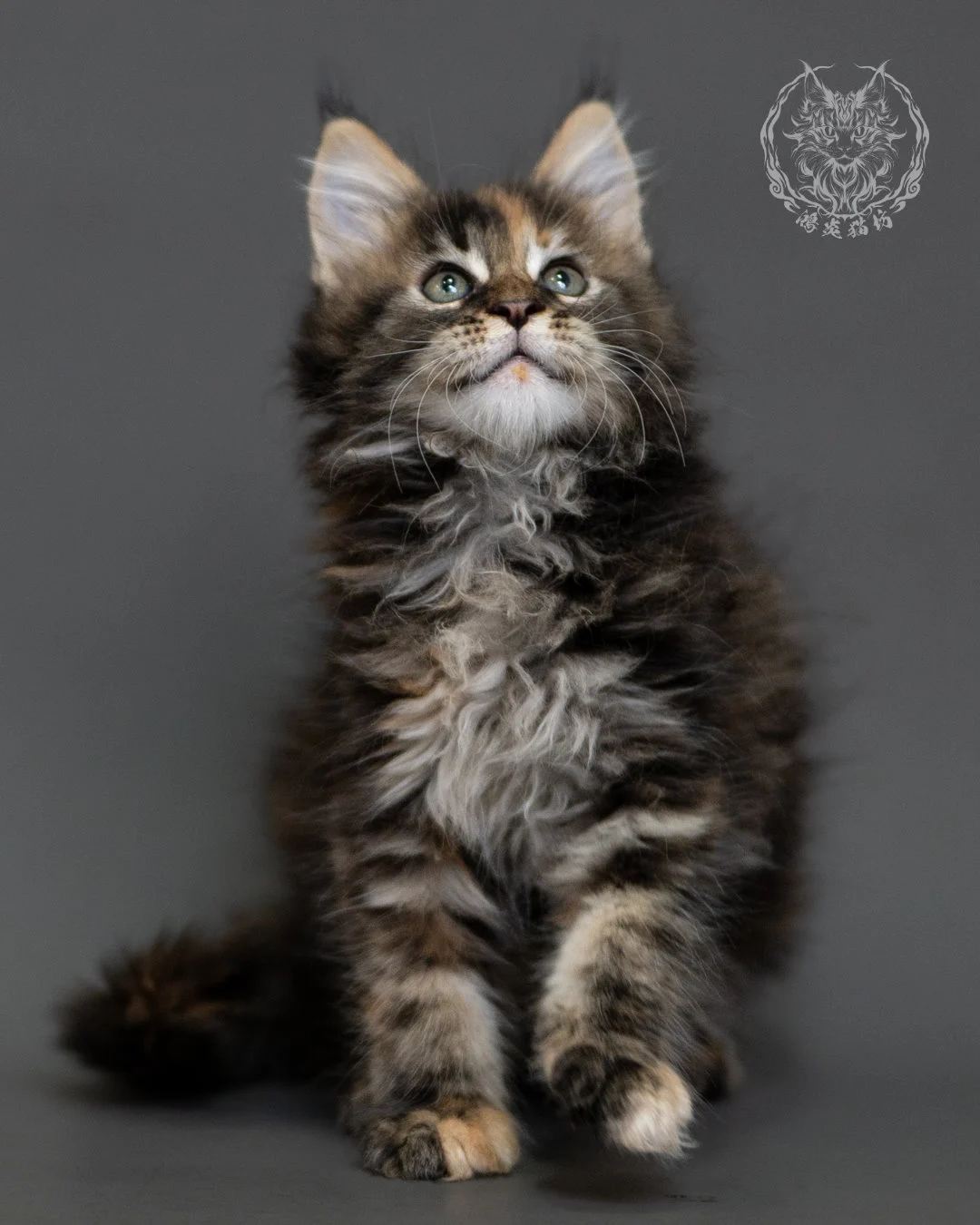 鴻炎貓坊棕虎斑玳帽緬因貓2個月，brown Torbie Maine Coon Kitten 7