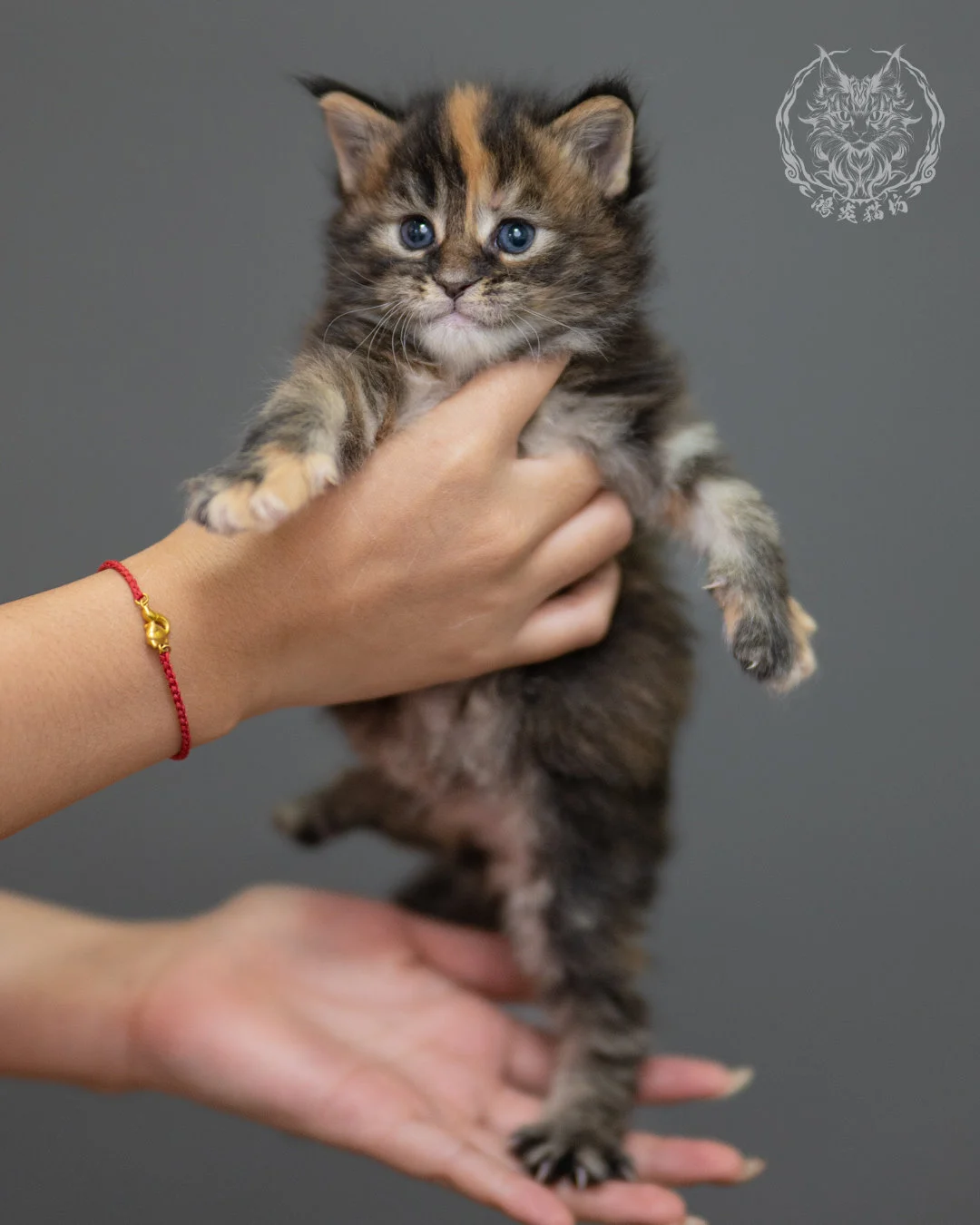 玳帽緬因貓 Black Tortie Maine Coon 4weeks Closeup 4