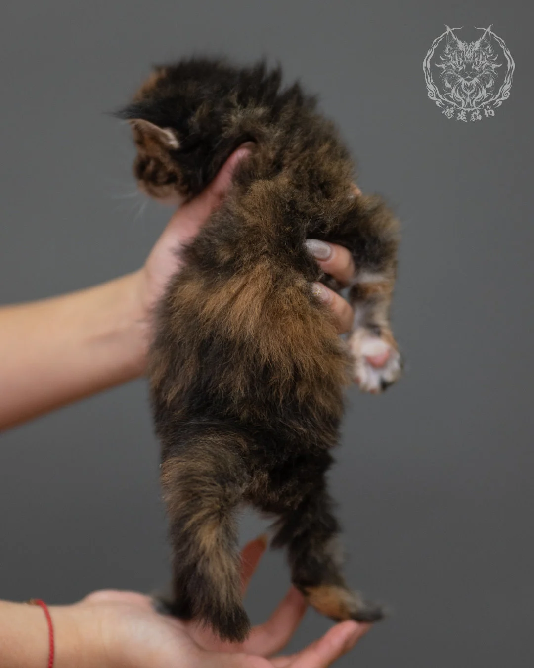 玳帽緬因貓 Black Tortie Maine Coon 4weeks Closeup 6