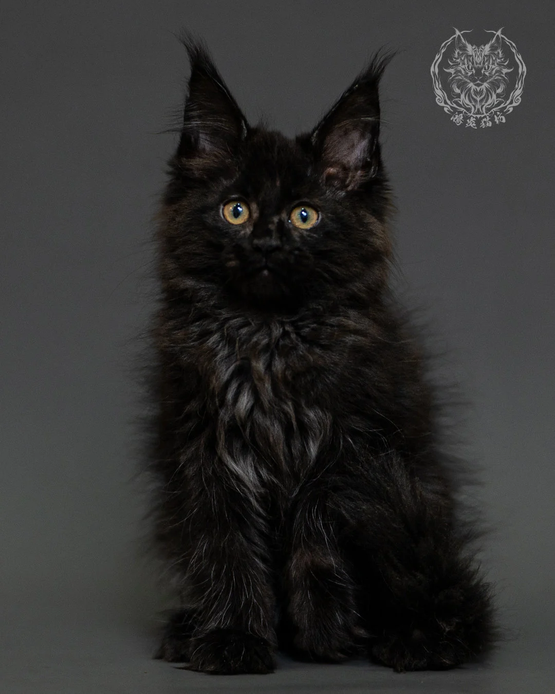 黑煙燻緬因貓 Black Smoke Maine Coon 2months Closeup 12
