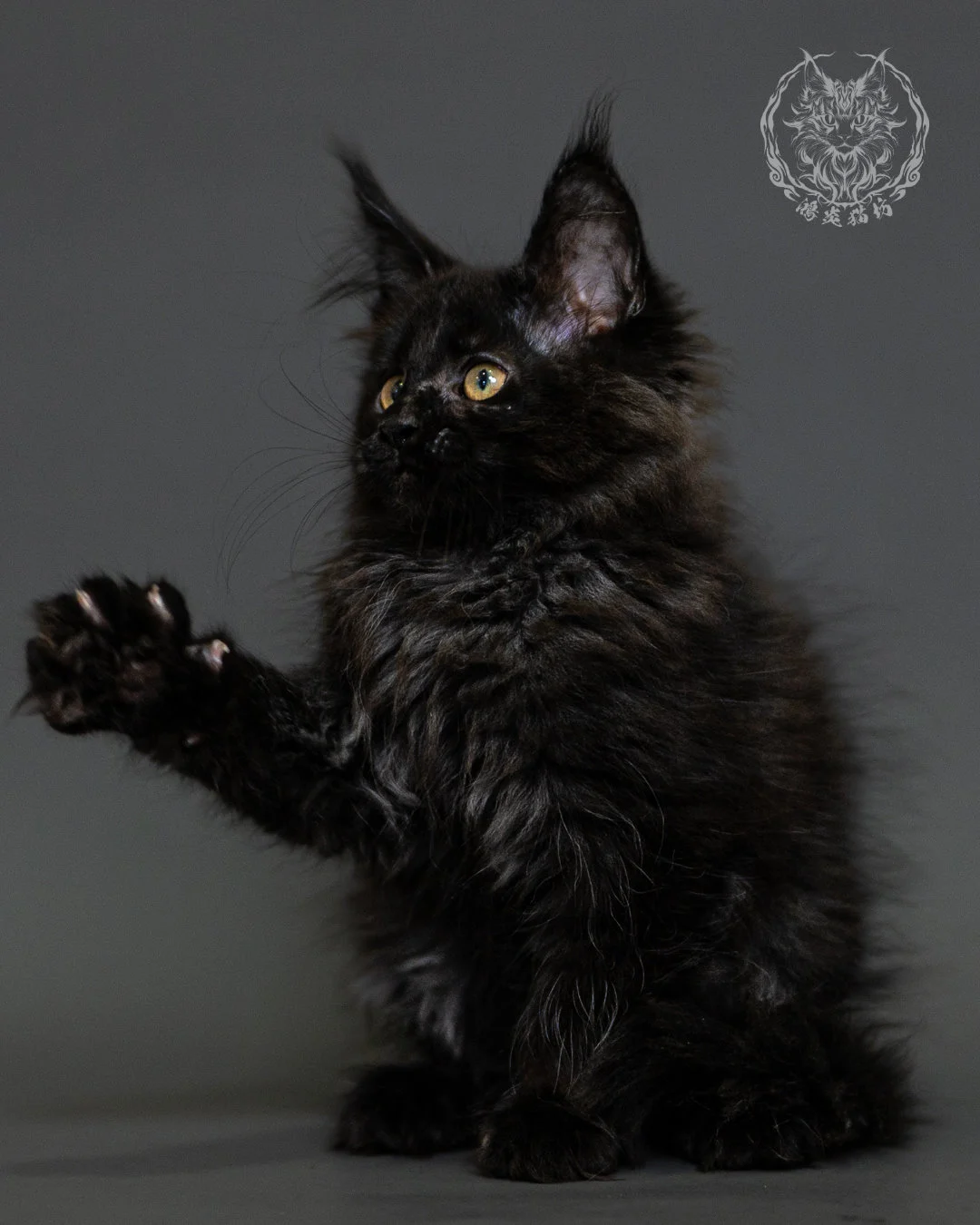 黑煙燻緬因貓 Black Smoke Maine Coon 2months Closeup 14