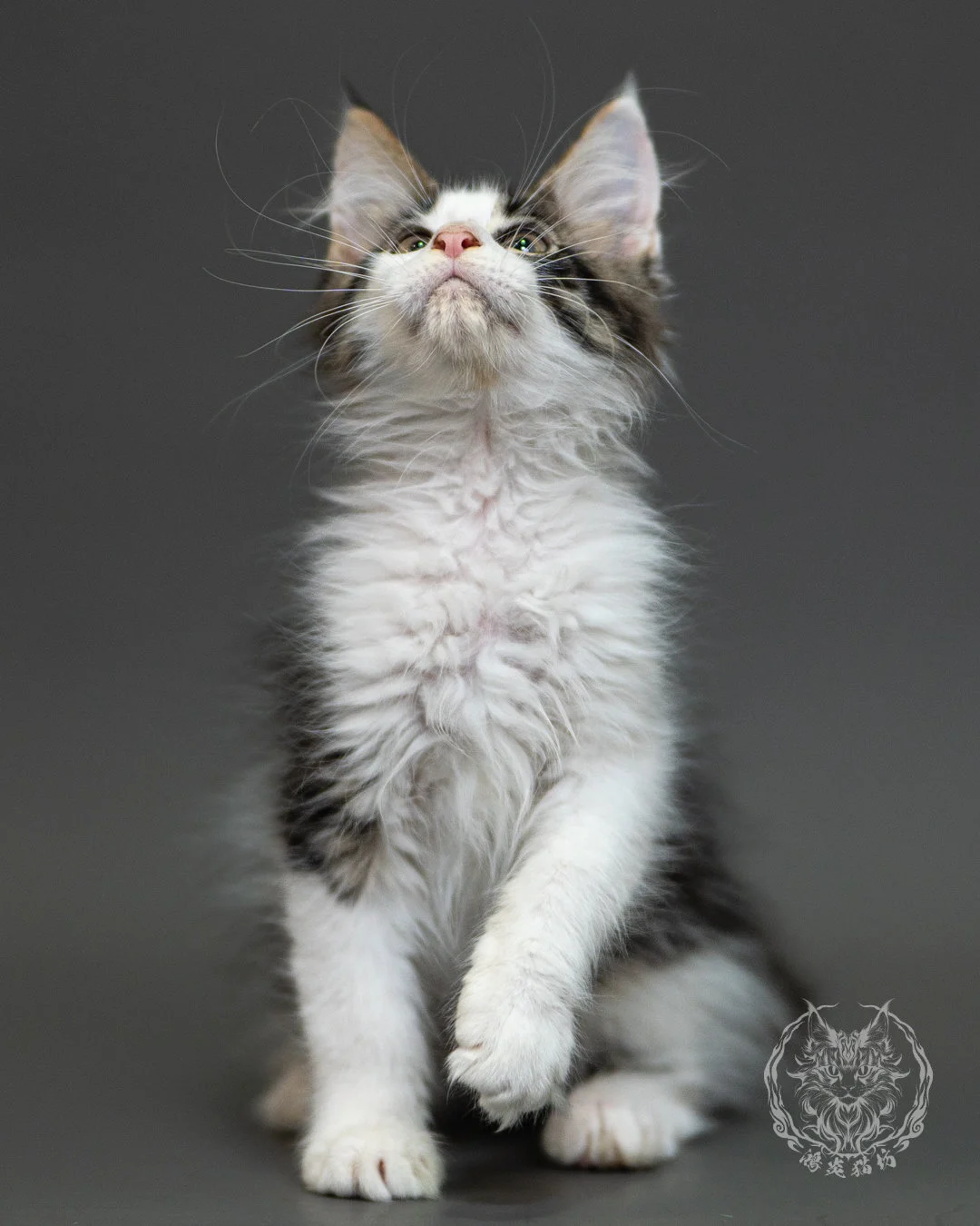 棕虎斑賓士緬因貓 Brown Tabby White Maine Coon 2months Closeup 7