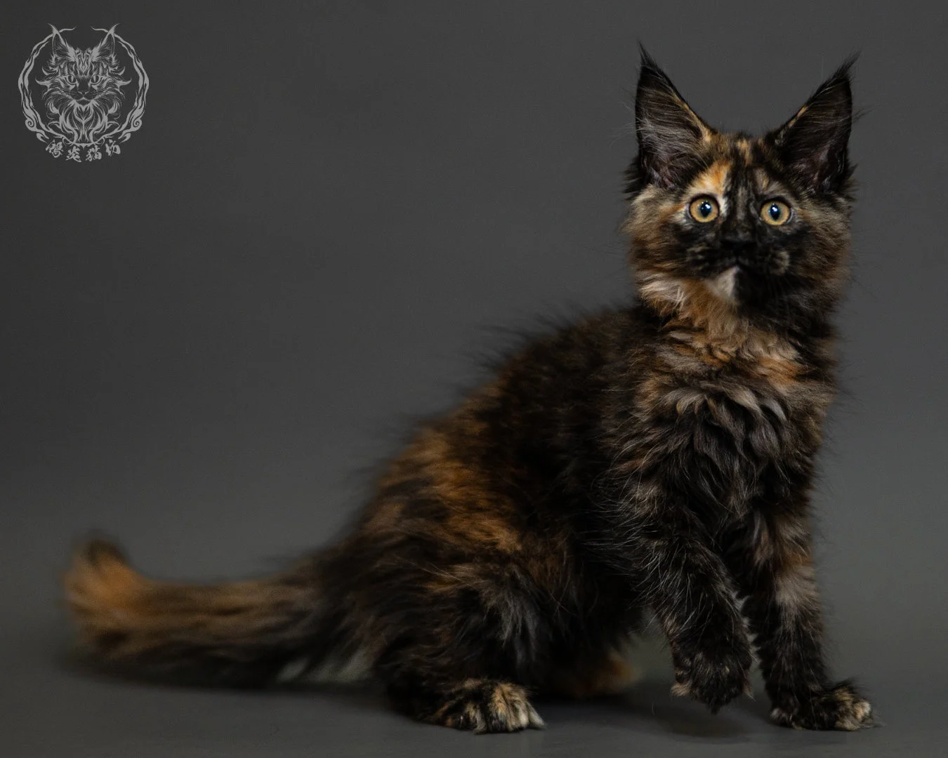 黑玳帽緬因貓 Tortoiseshell Maine Coon 2months Closeup 17