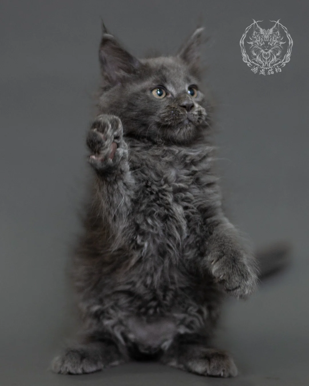 鴻炎貓坊藍煙燻緬因貓2個月特寫，blue Smoke Maine Coon Kitten 15
