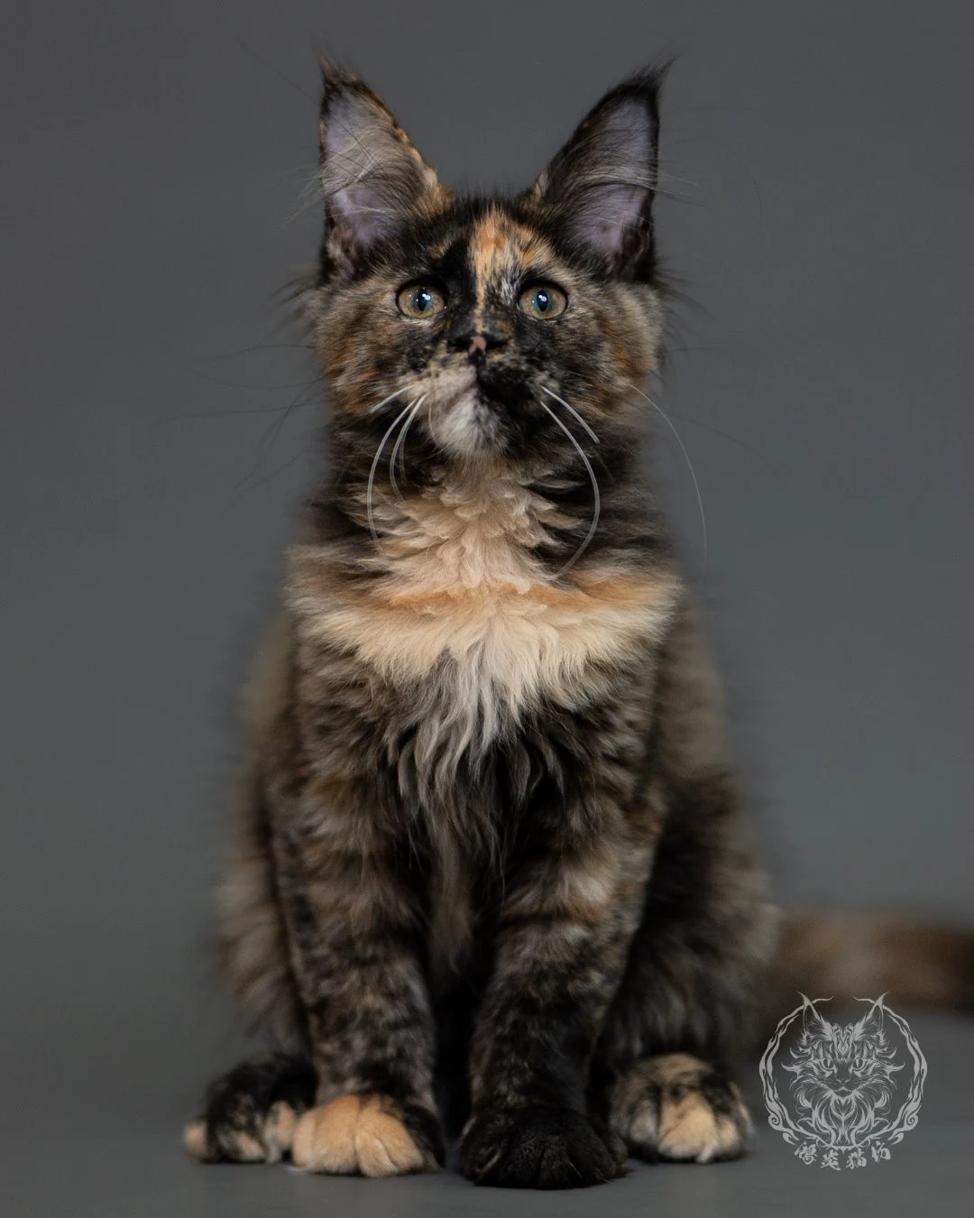 黑玳帽緬因貓 Tortoiseshell Maine Coon 3months Cattery Taichung 20