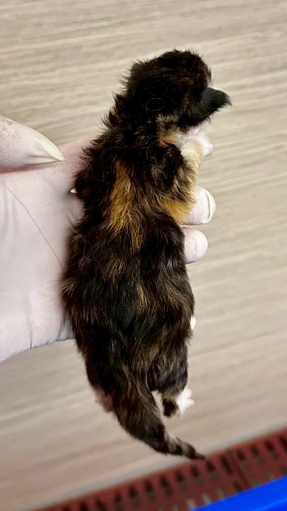 玳帽虎斑緬因貓