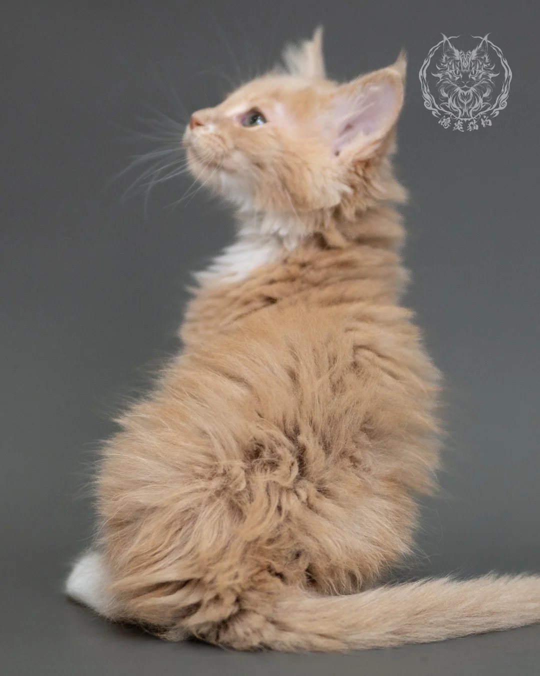 鴻炎貓坊奶油虎斑緬因貓2個月，cream Tabby Maine Coon Kitten 19