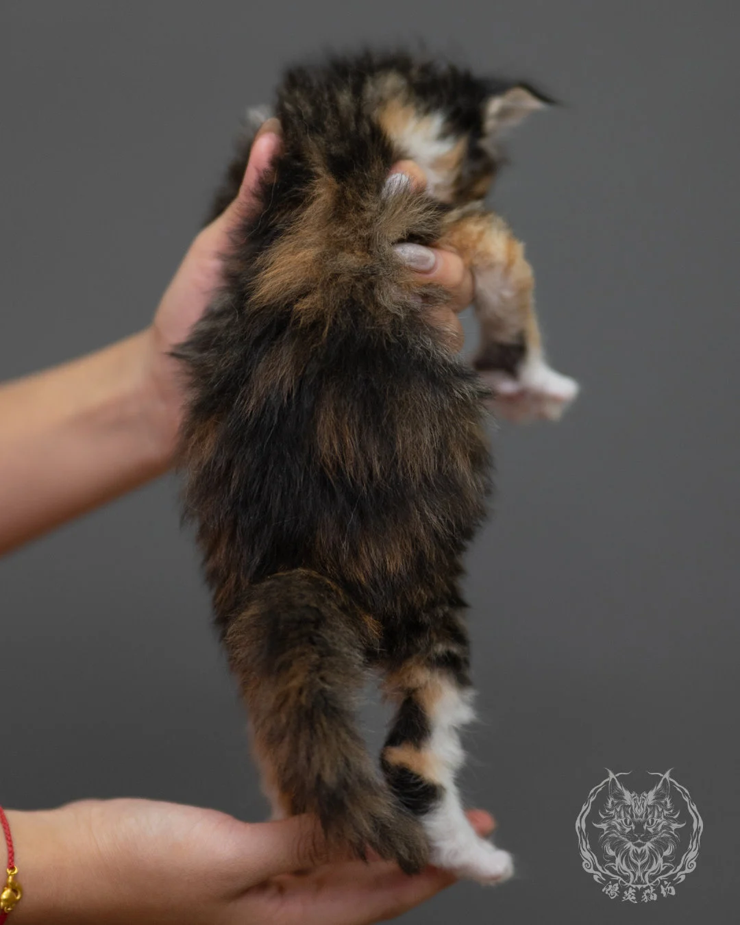 玳帽虎斑緬因貓 Black Tortie Maine Coon 4weeks Closeup 7