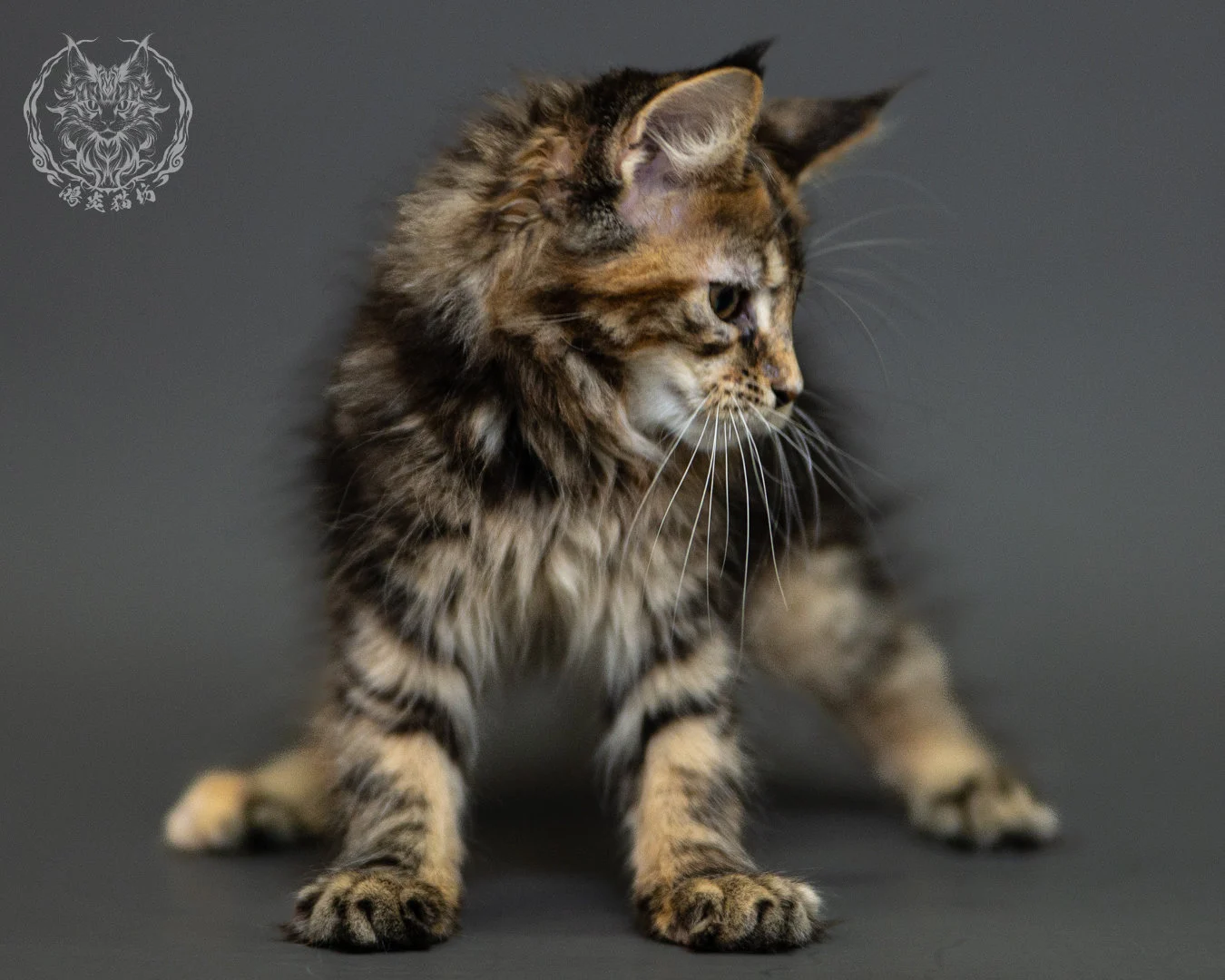 棕虎斑玳帽緬因貓 Brown Tabby Tortie Maine Coon 2months Closeup 16