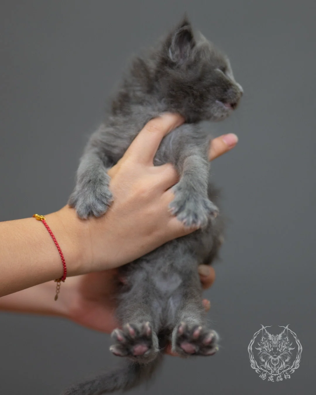 藍煙燻緬因貓 Blue Smoke Maine Coon 4weeks Closeup 2