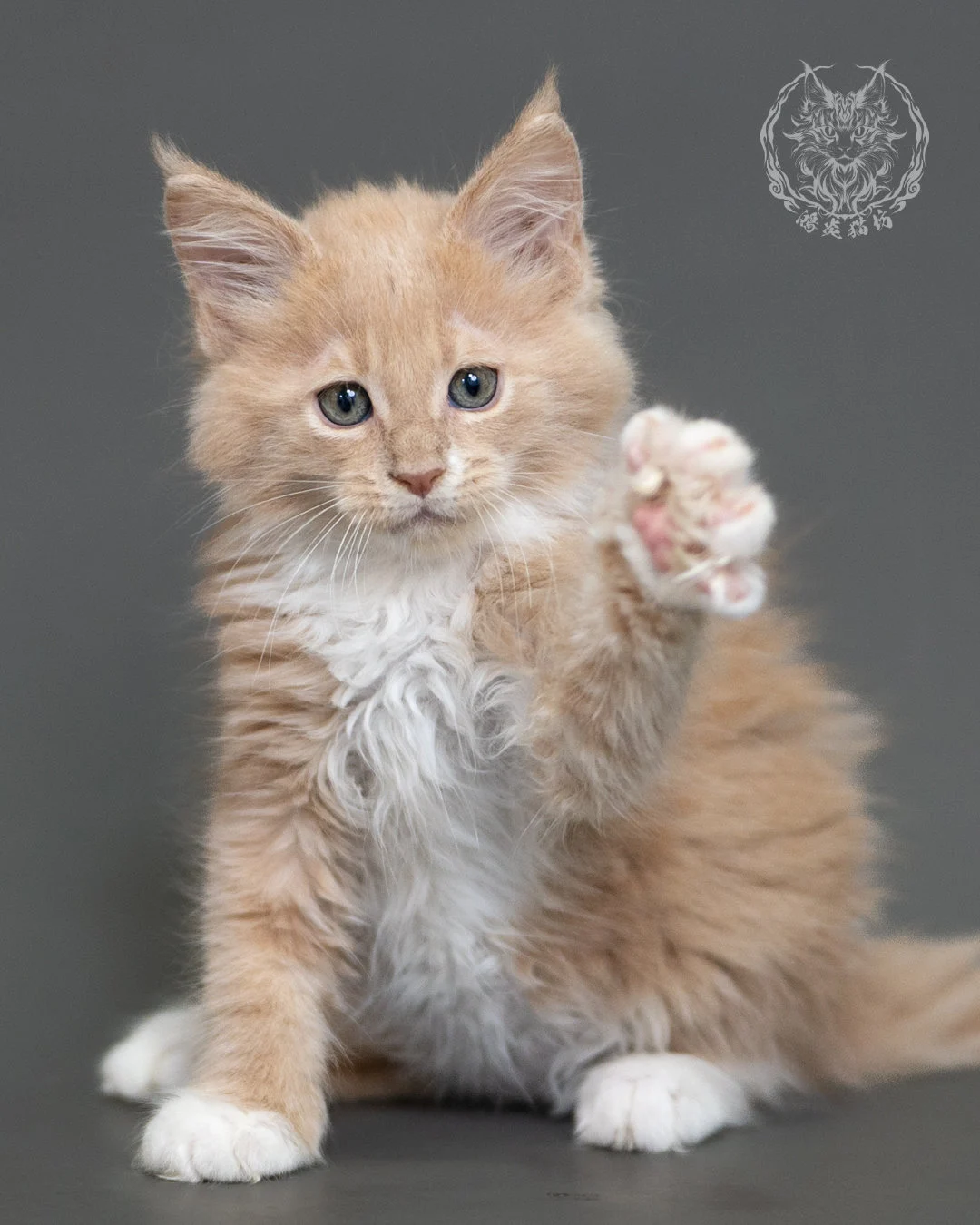 鴻炎貓坊奶油虎斑緬因貓2個月，cream Tabby Maine Coon Kitten 13