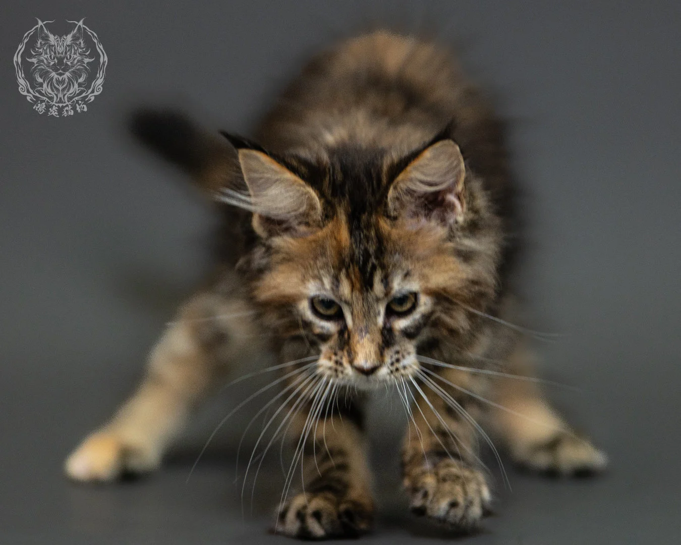 棕虎斑玳帽緬因貓 Brown Tabby Tortie Maine Coon 2months Closeup 17