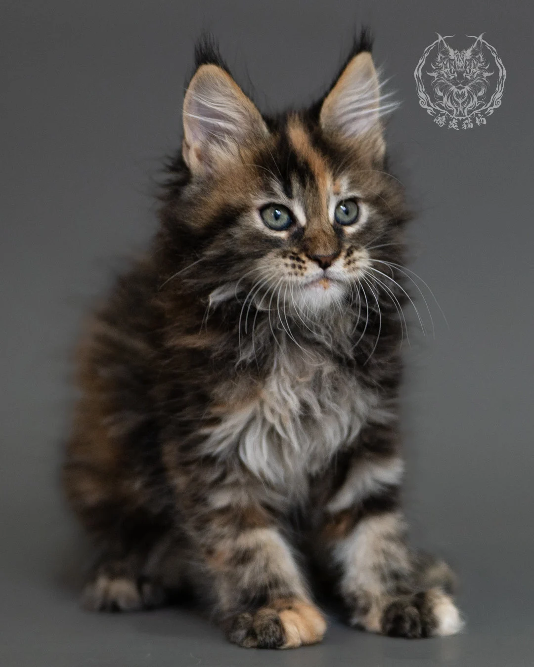 鴻炎貓坊棕虎斑玳帽緬因貓2個月，brown Torbie Maine Coon Kitten 18
