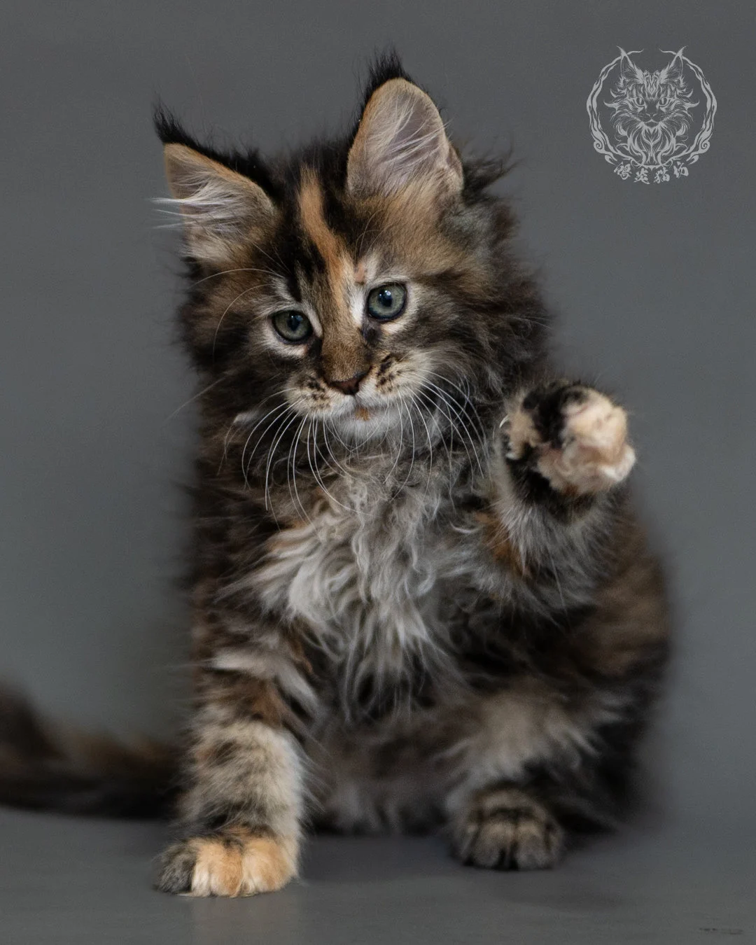 鴻炎貓坊棕虎斑玳帽緬因貓2個月，brown Torbie Maine Coon Kitten 3