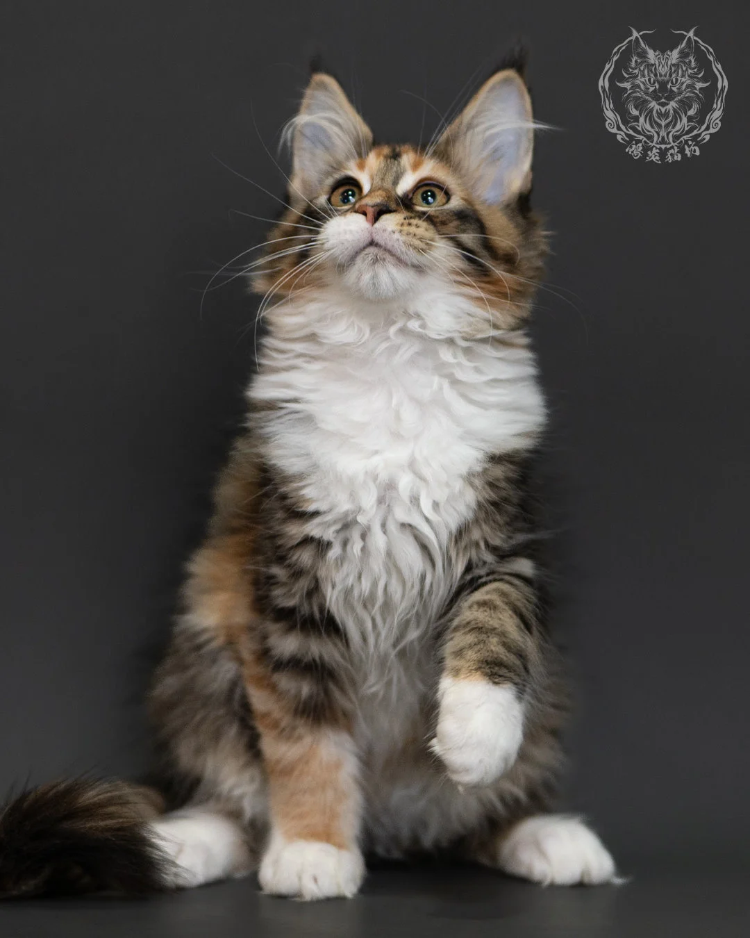 玳帽虎斑緬因貓 Tortie Tabby Maine Coon 3months Cattery Taichung 9