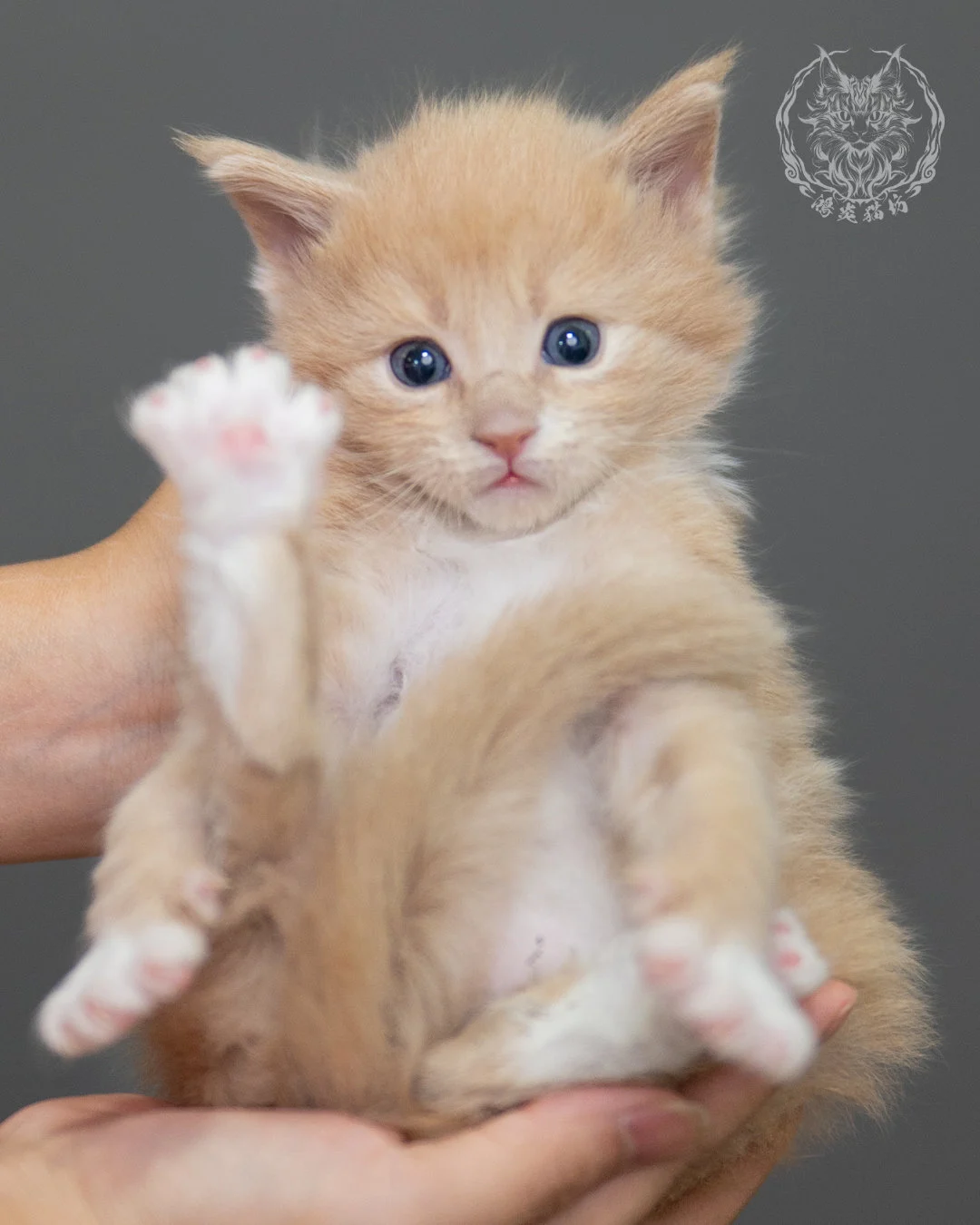 奶油虎斑緬因貓 Cream Tabby Maine Coon 4weeks Closeup 11