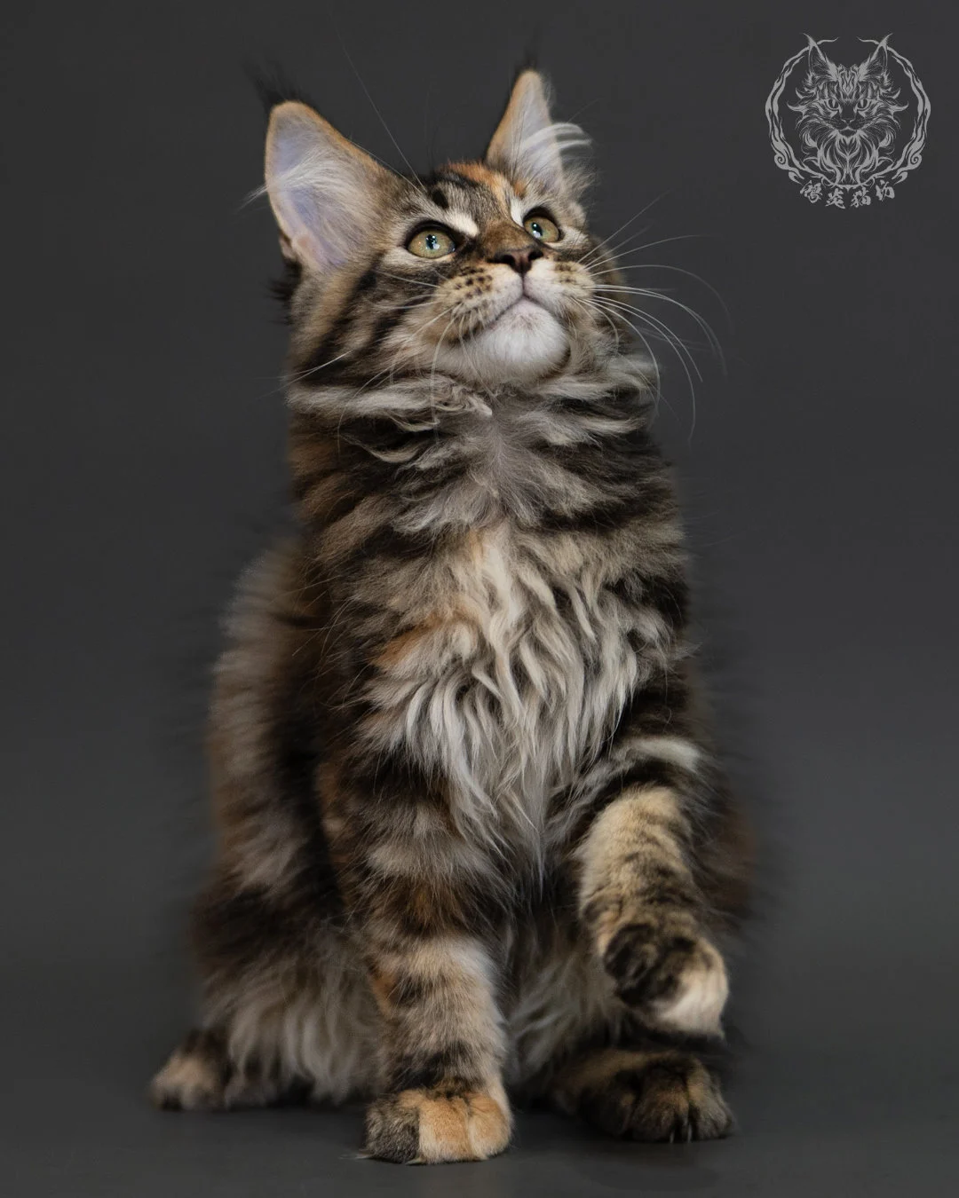 玳帽虎斑緬因貓 Tortie Tabby Maine Coon 3months Cattery Taichung 15