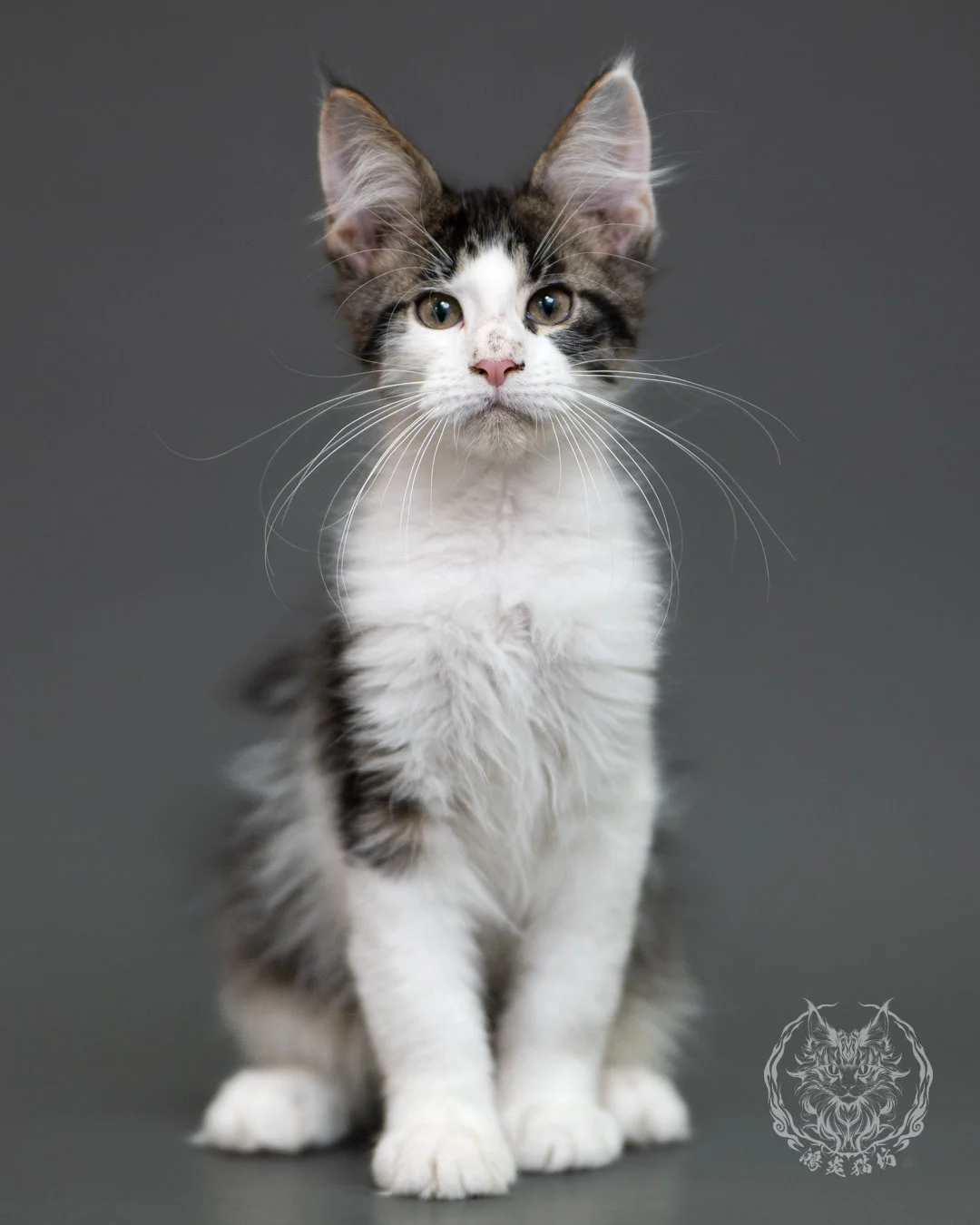 棕虎斑賓士緬因貓 Brown Tabby Maine Coon 3months Cattery Taichung 3