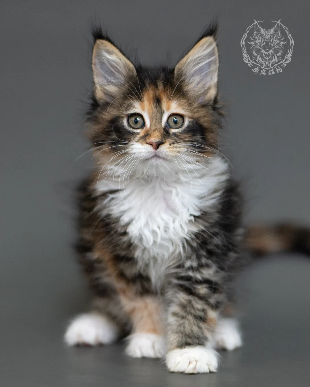 鴻炎貓坊棕虎斑玳帽緬因貓2個月,brown Torbie Maine Coon Kitten 1