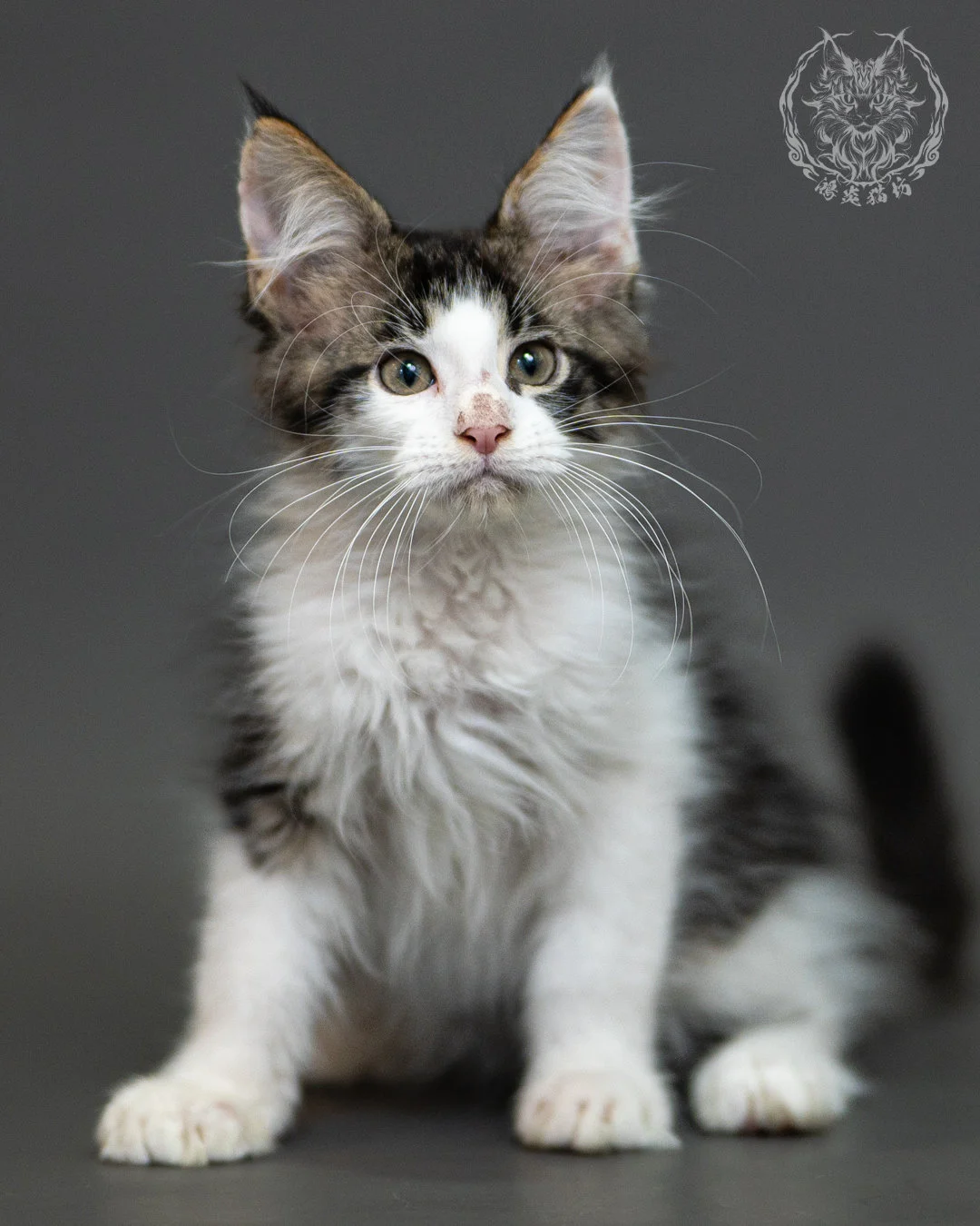 棕虎斑賓士緬因貓 Brown Tabby White Maine Coon 2months Closeup 4