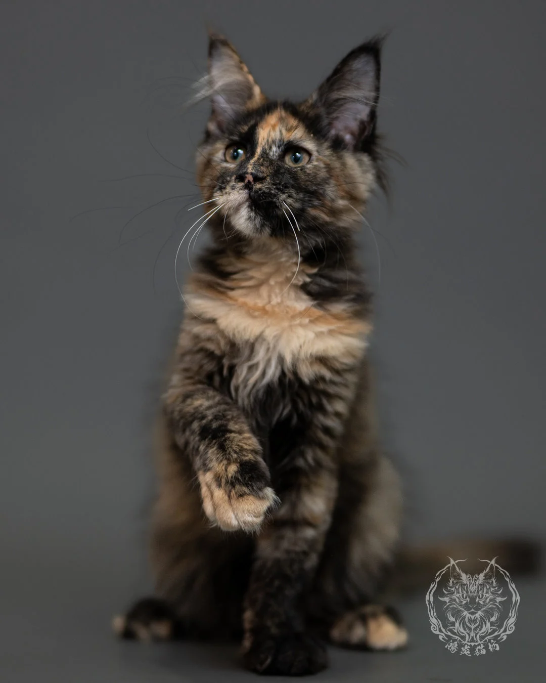 黑玳帽緬因貓 Tortoiseshell Maine Coon 3months Cattery Taichung 13