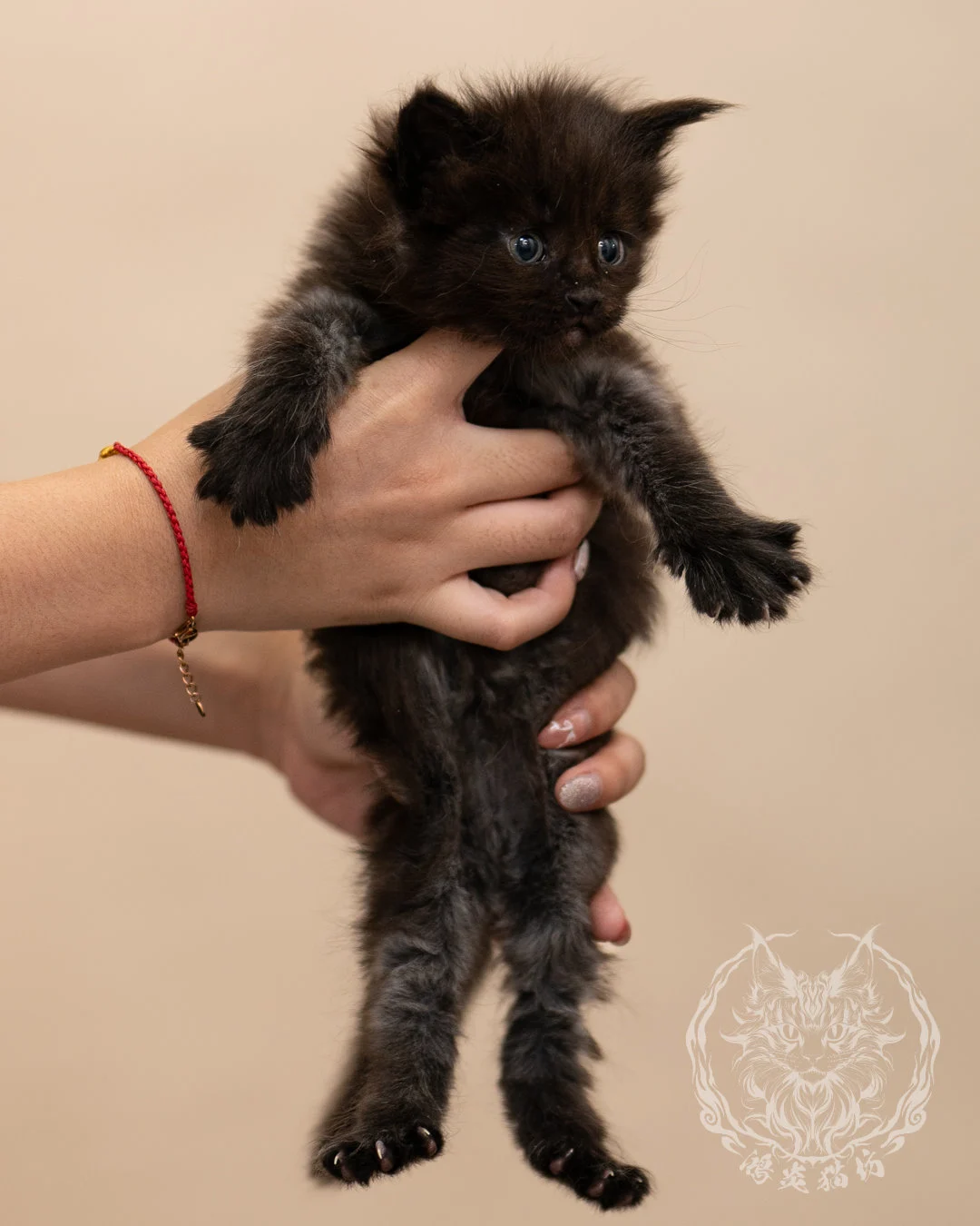 黑煙燻緬因貓 Black Maine Coon 4weeks Closeup 1