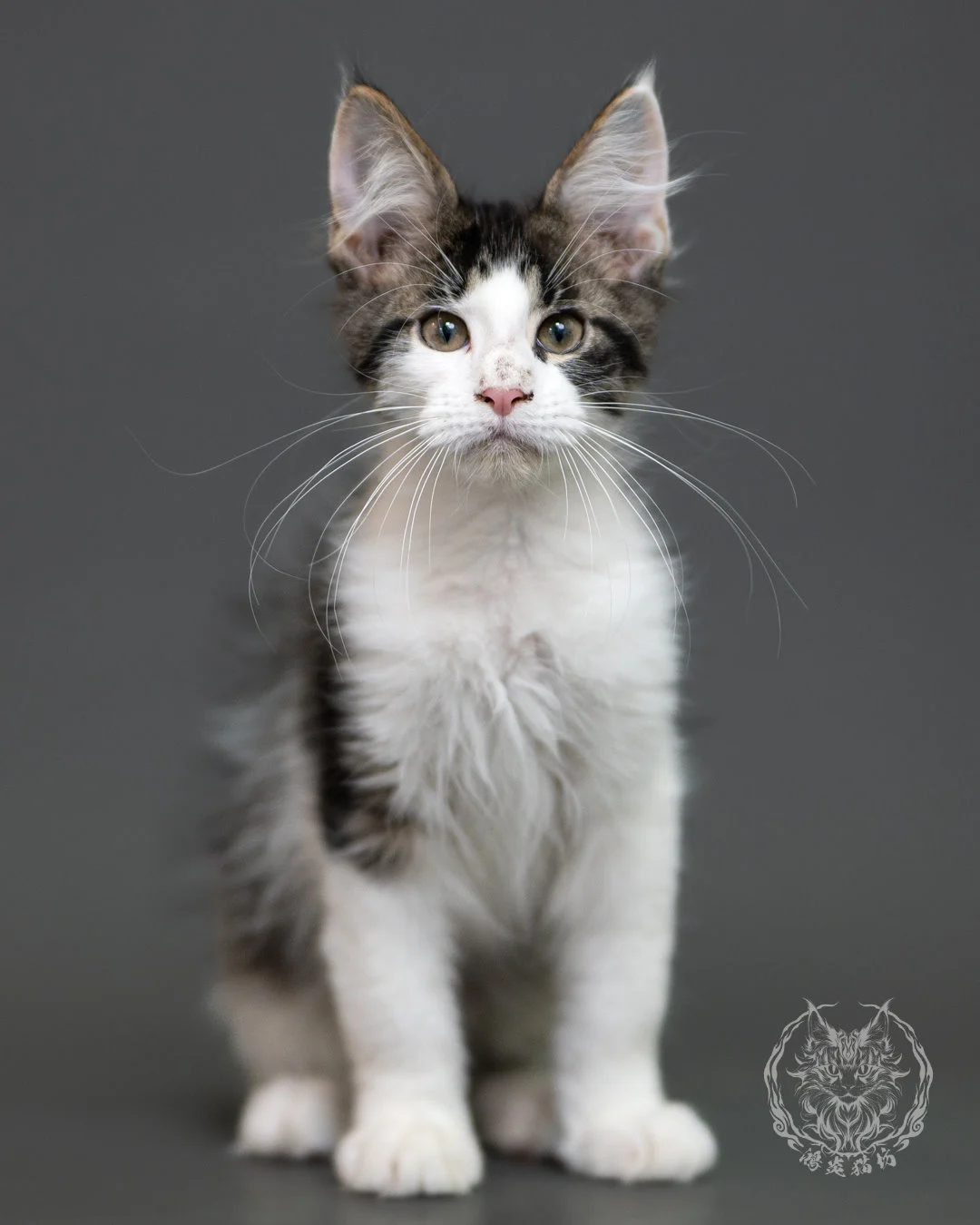 棕虎斑賓士緬因貓 Brown Tabby Maine Coon 3months Cattery Taichung 2