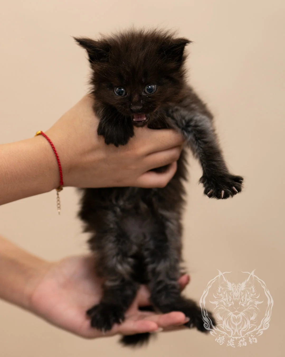 黑煙燻緬因貓 Black Maine Coon 4weeks Closeup 4