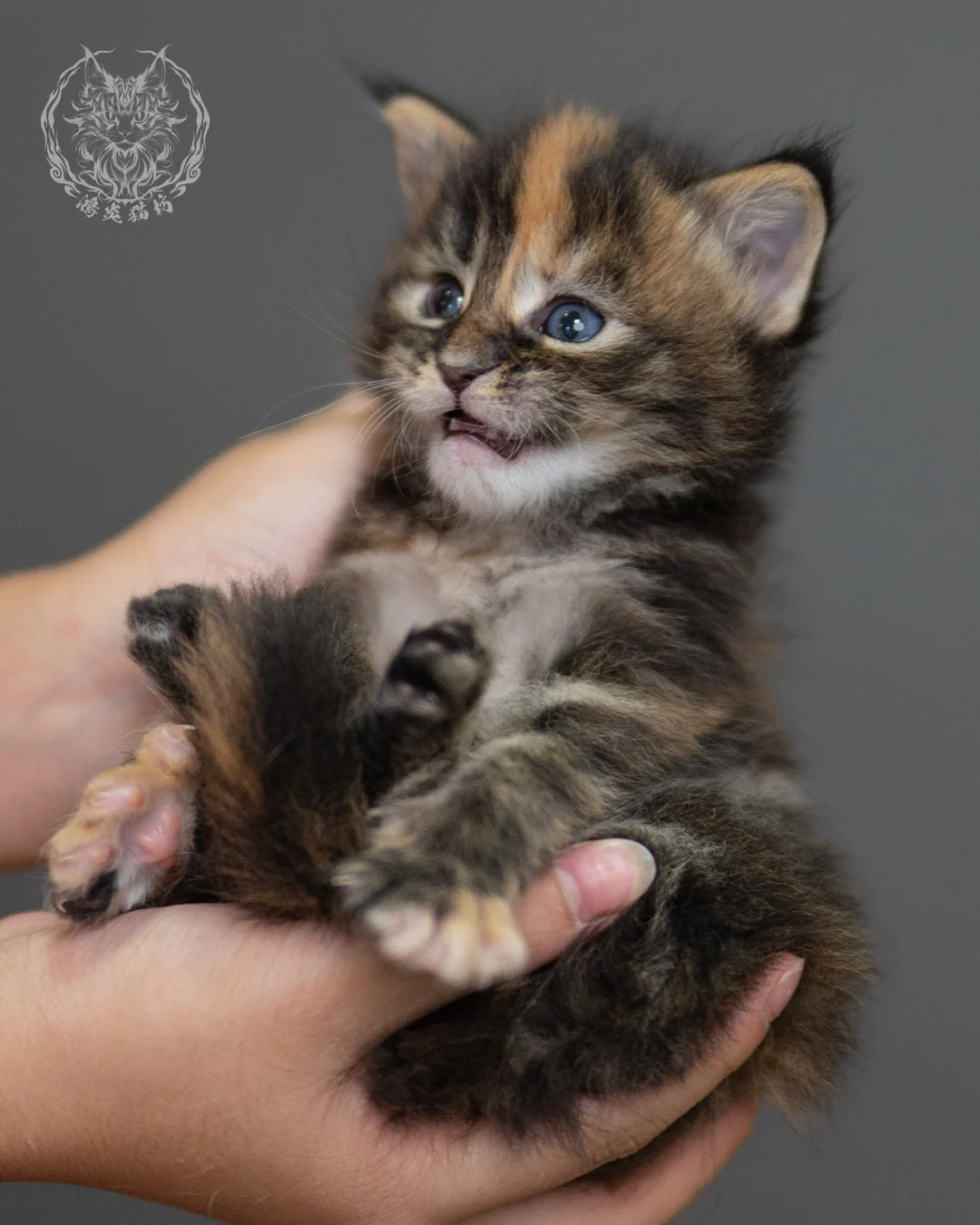 玳帽緬因貓 Black Tortie Maine Coon 4weeks Closeup 10