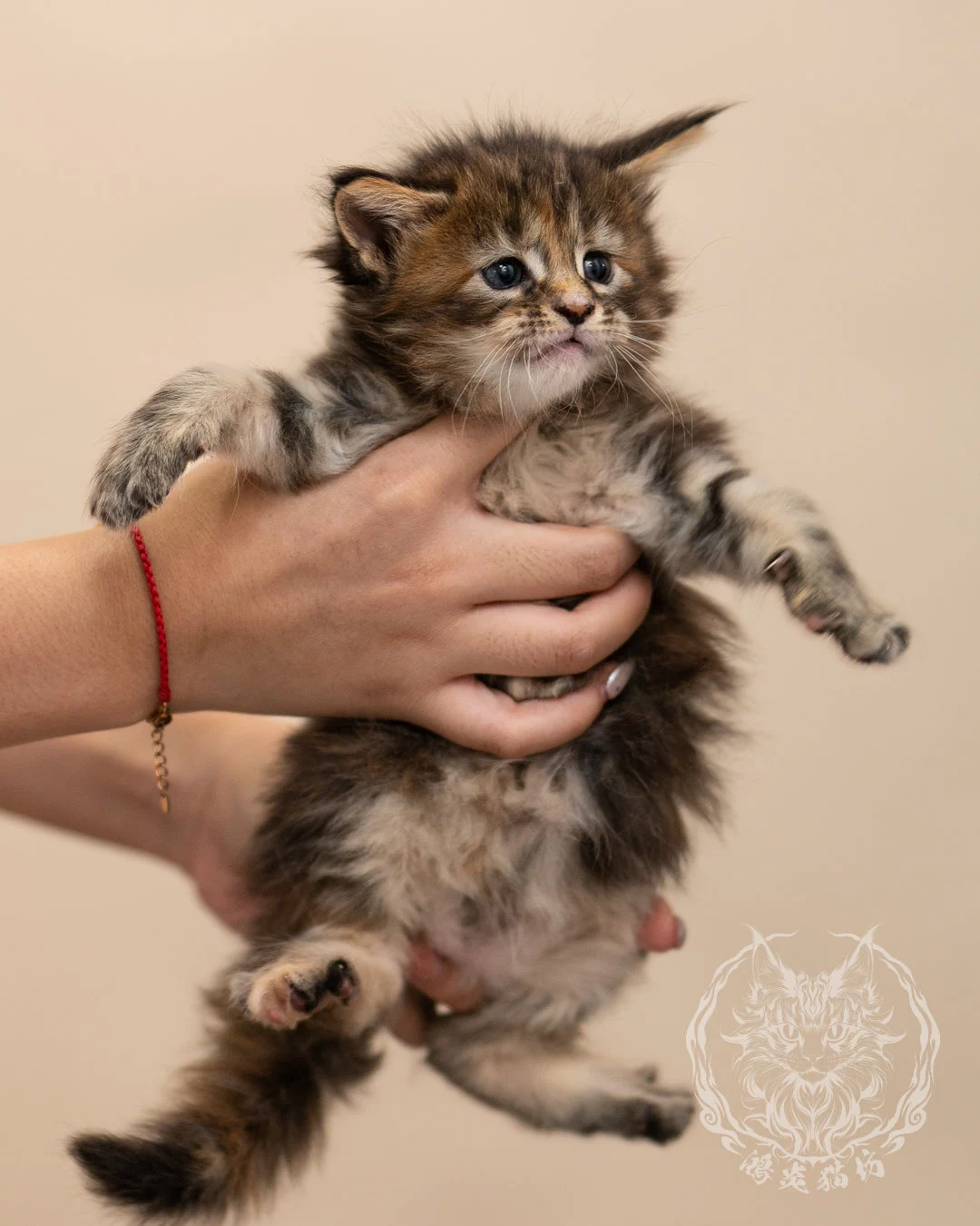 棕虎斑玳帽緬因貓 Brown Tabby Tortie Maine Coon 4weeks Closeup 2